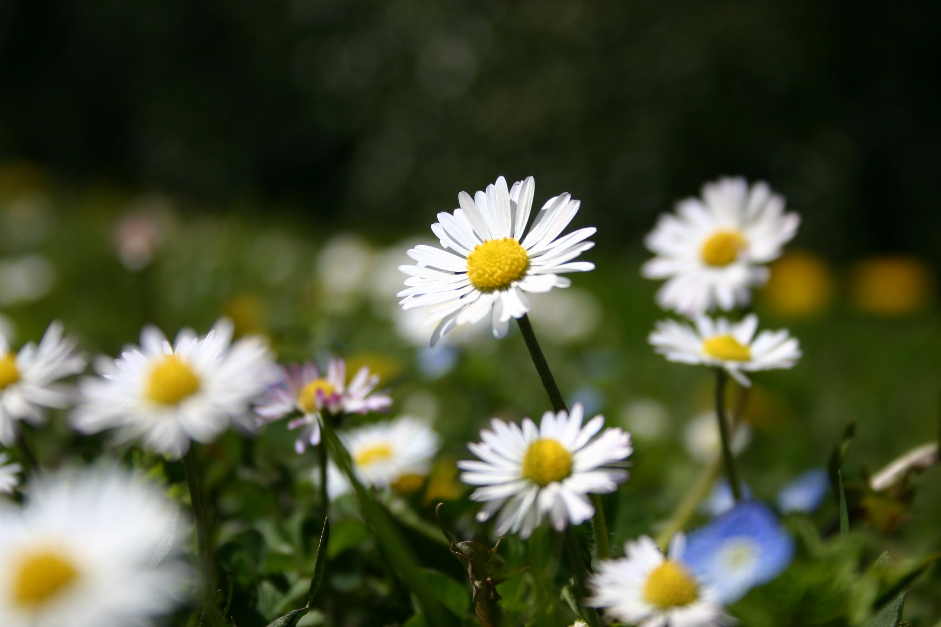 pollen, daisy Family, summer, outdoors, field, close-up, selective focus, springtime, flower, grass, herb, growth, botany, flowering plant, backgrounds, HD Wallpaper