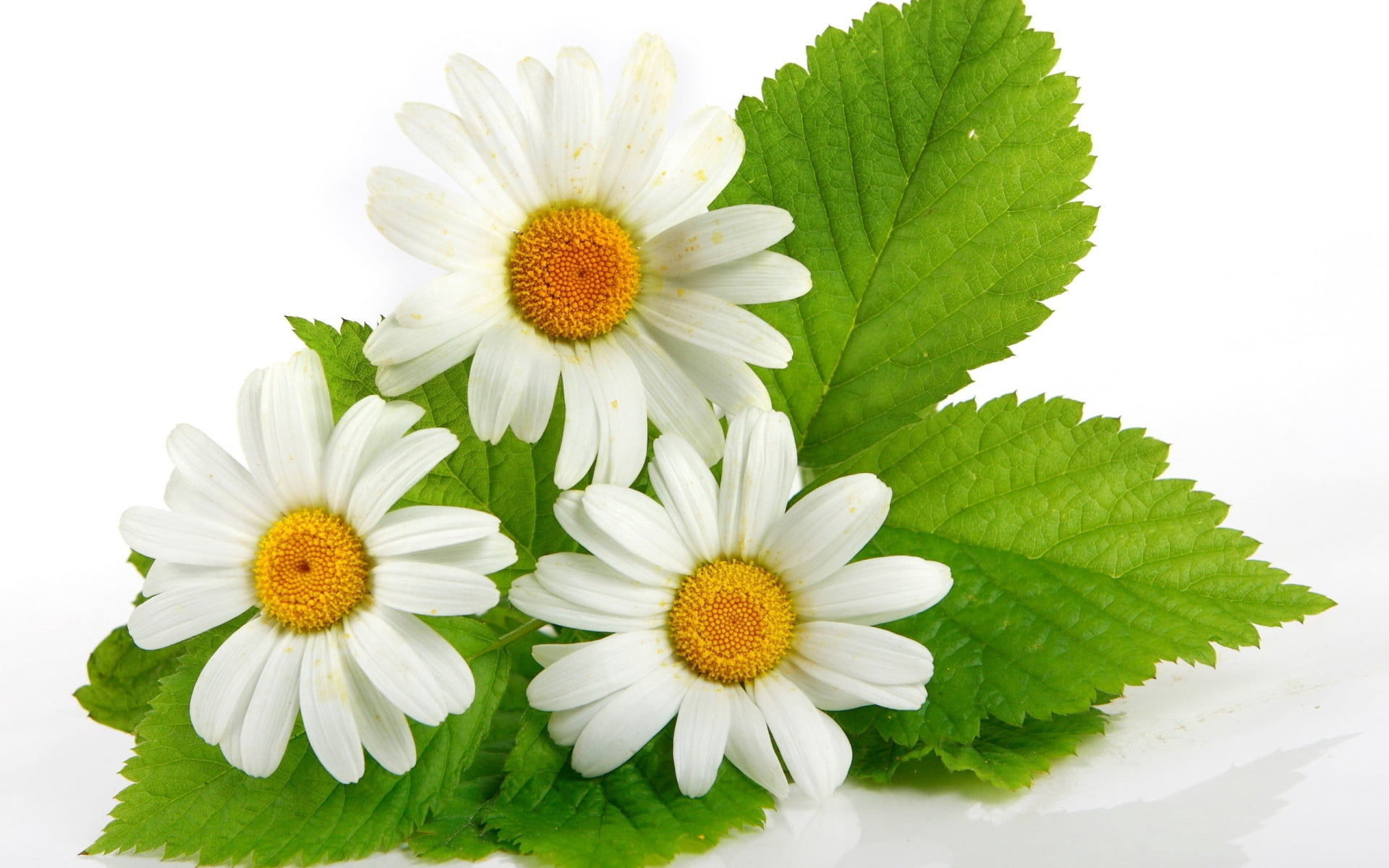 springtime, green Color, petal, chamomile Plant, vulnerability, flower, flowers, single Object, macro, inflorescence, bouquet, flower Head, white Background, HD Wallpaper