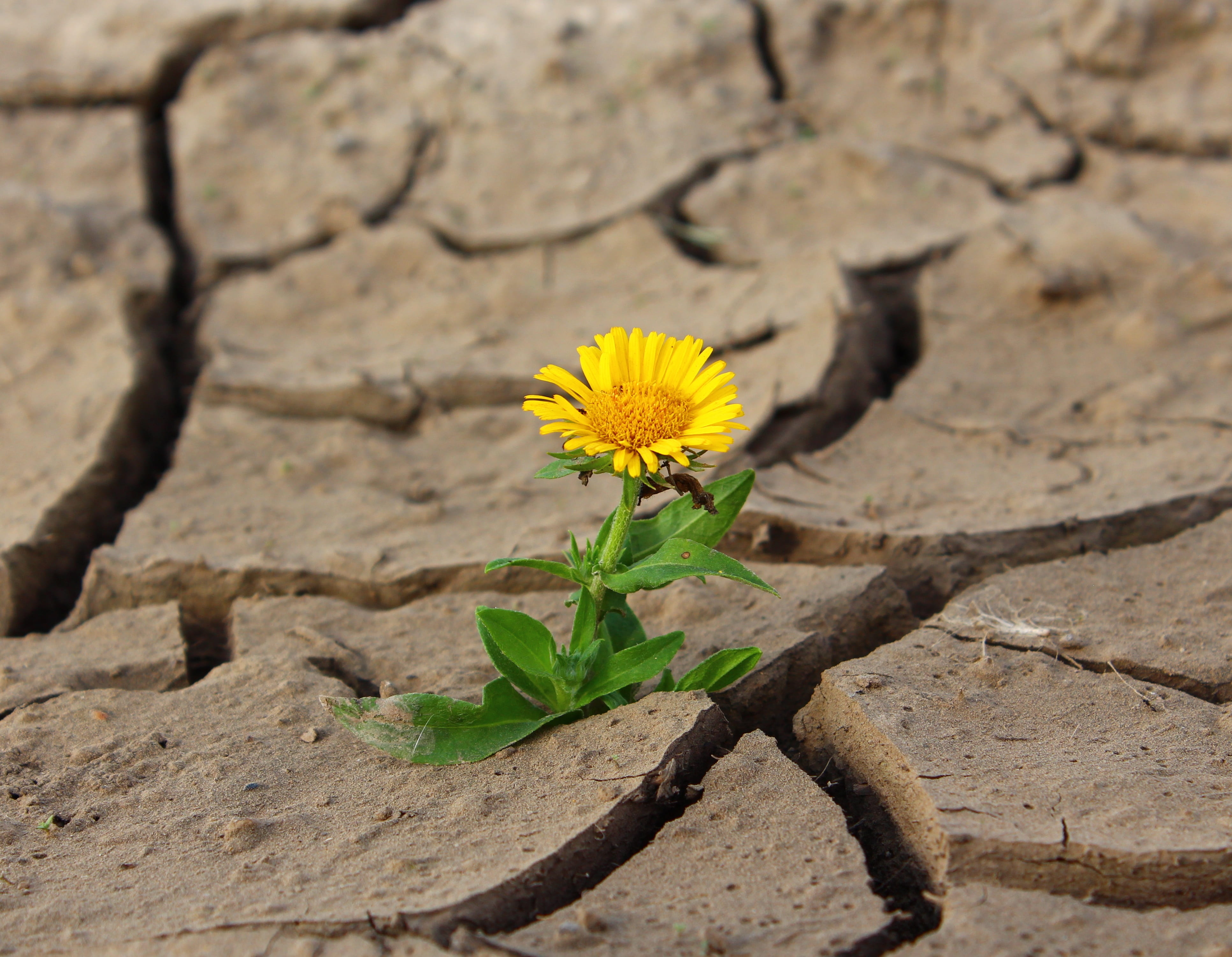 soil, outdoors, marguerite, cracks, one, growth, good luck, leaf, miracle, freshness, petal, economy, no people, fragility, daisy, flower, dirt, yellow, HD Wallpaper