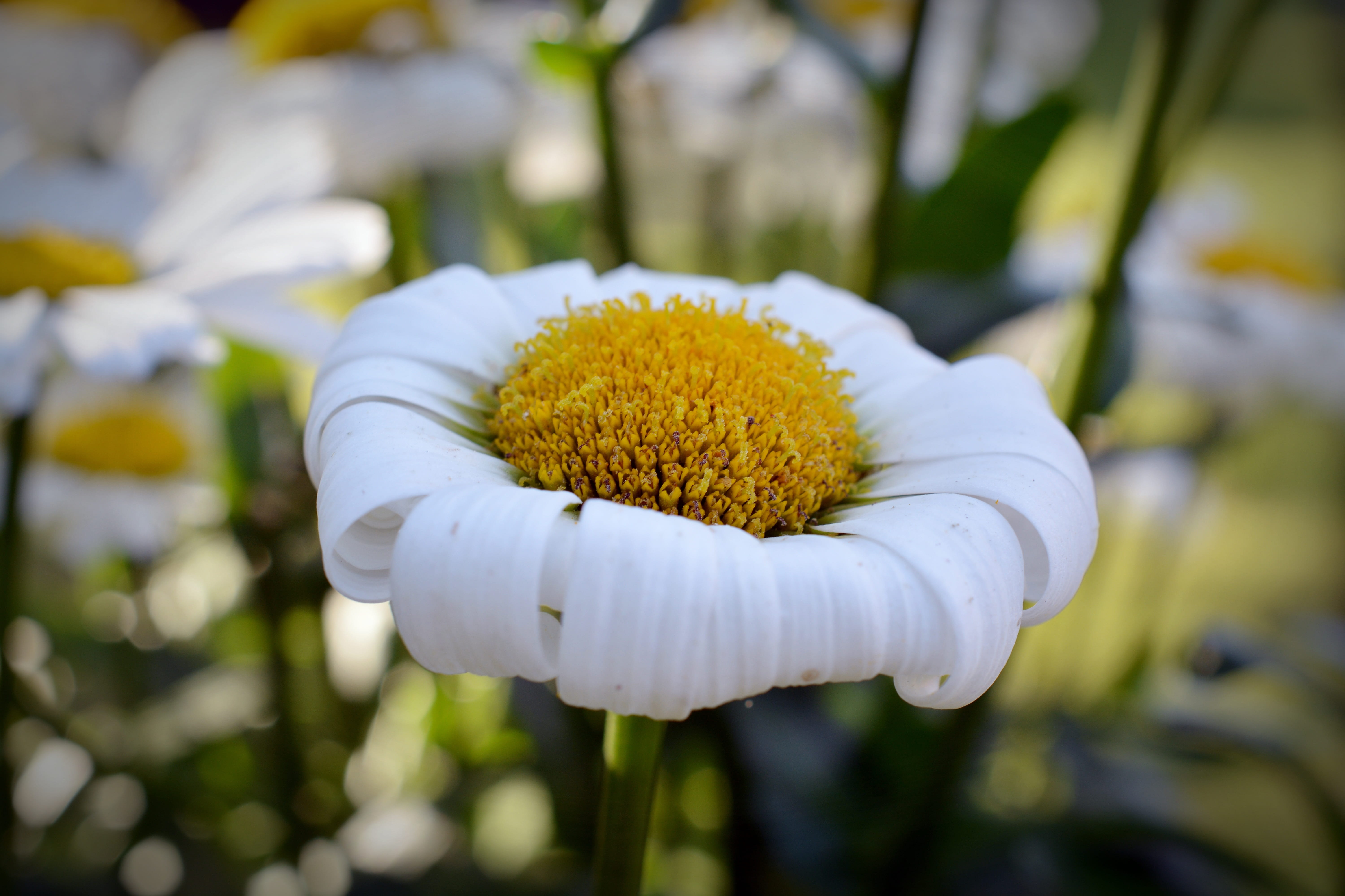 yellow, close up, flower, nature, softness, day, fragility, flowers, selective focus, close-up, growth, plant, 5K, focus on foreground, gartenmargerite, HD Wallpaper