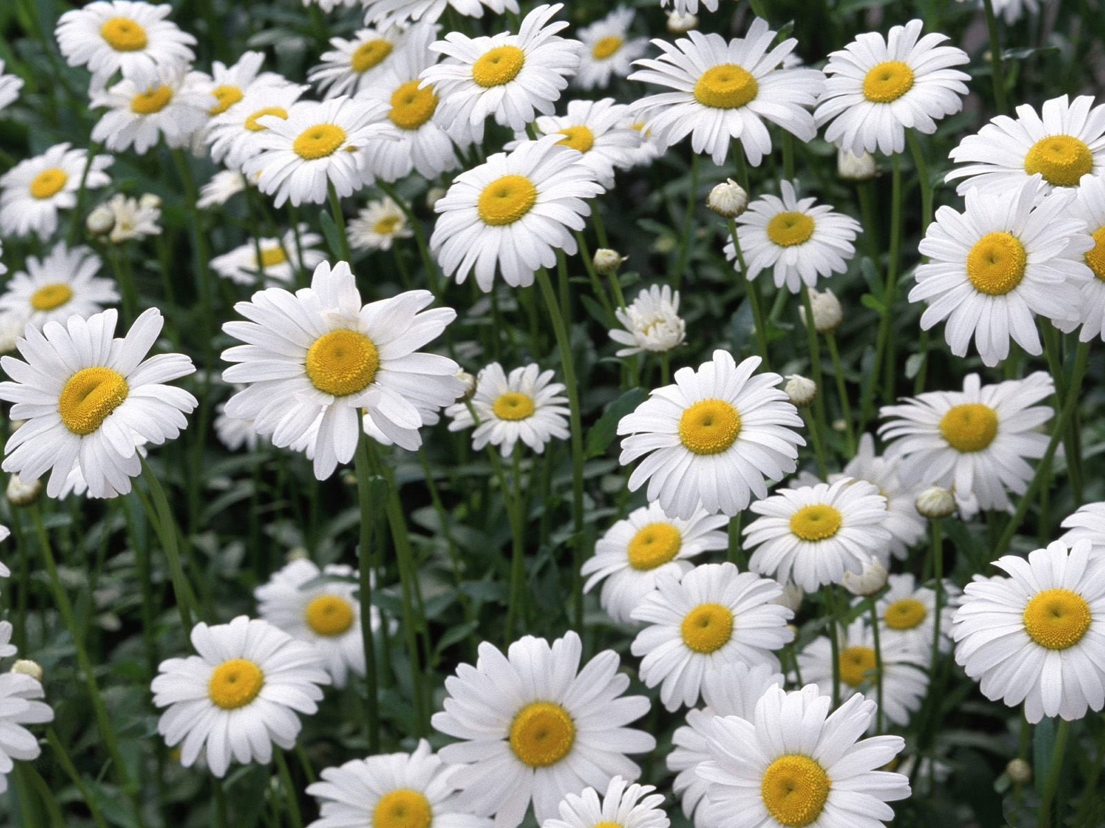 freshness, flowers, bed, day, season, close-up, backgrounds, summer, blossom, outdoors, meadow, daisy Family, vulnerability, inflorescence, leaf, flower Head, HD Wallpaper