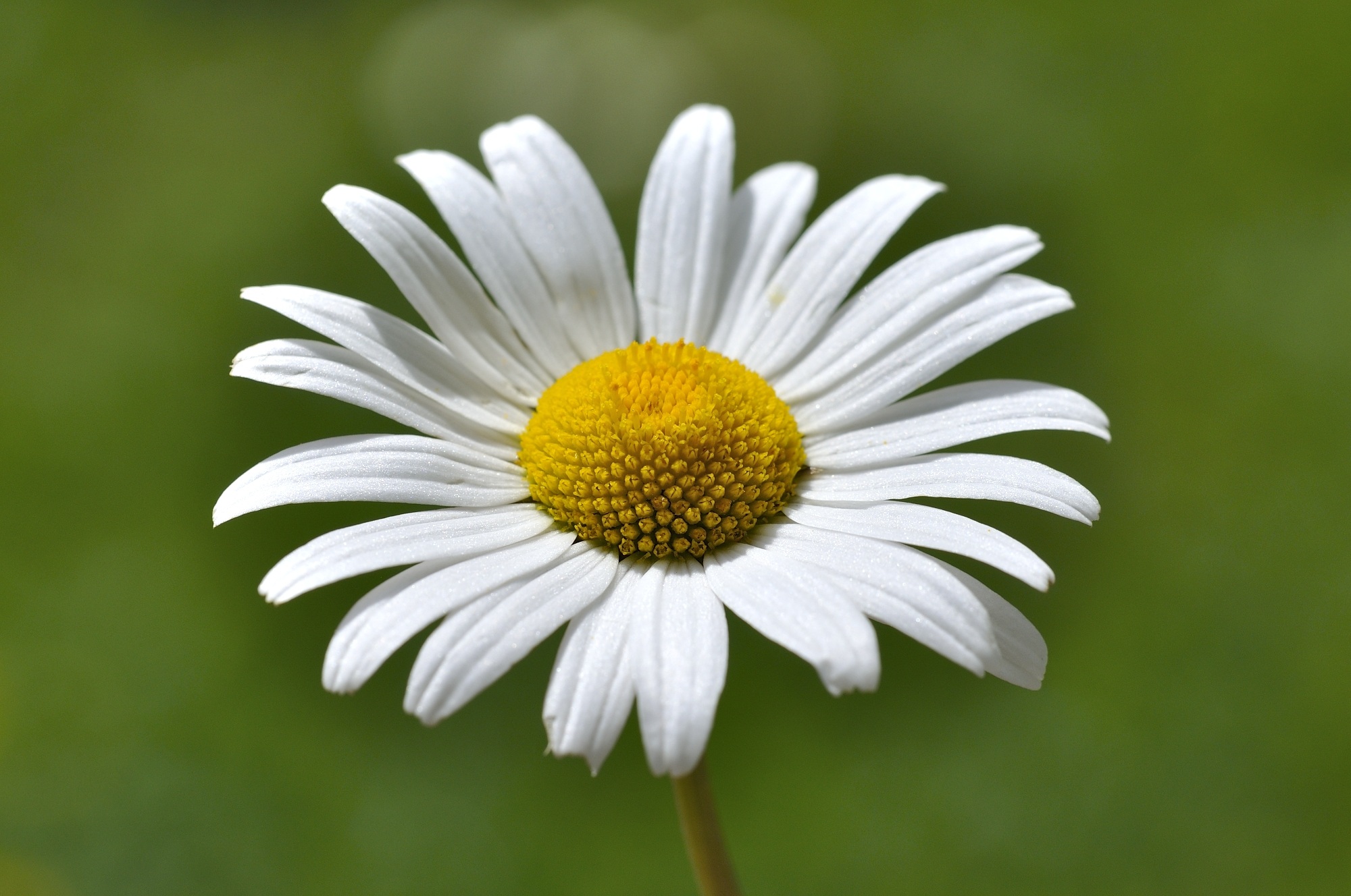 plant, petal, flower head, inflorescence, meadow margerite, close, fragility, softness, beauty in nature, springtime, white, blossom, vulnerability, focus on foreground, HD Wallpaper