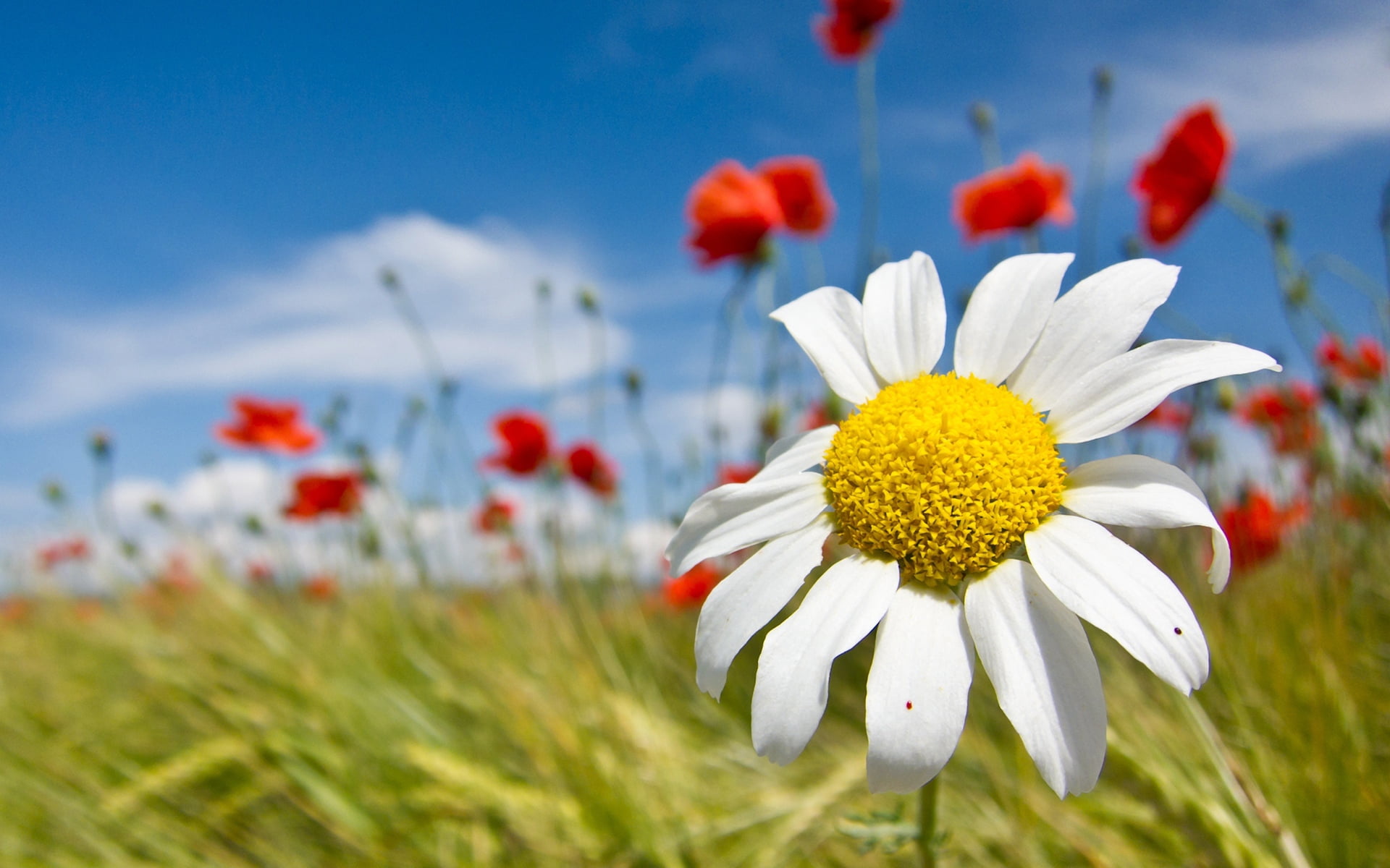 macro, no People, cloud - sky, idyllic, daisy, flower, inflorescence, clouds, springtime, scenics, pollen, white color, flower Head, chamomile, chamomile Plant, HD Wallpaper