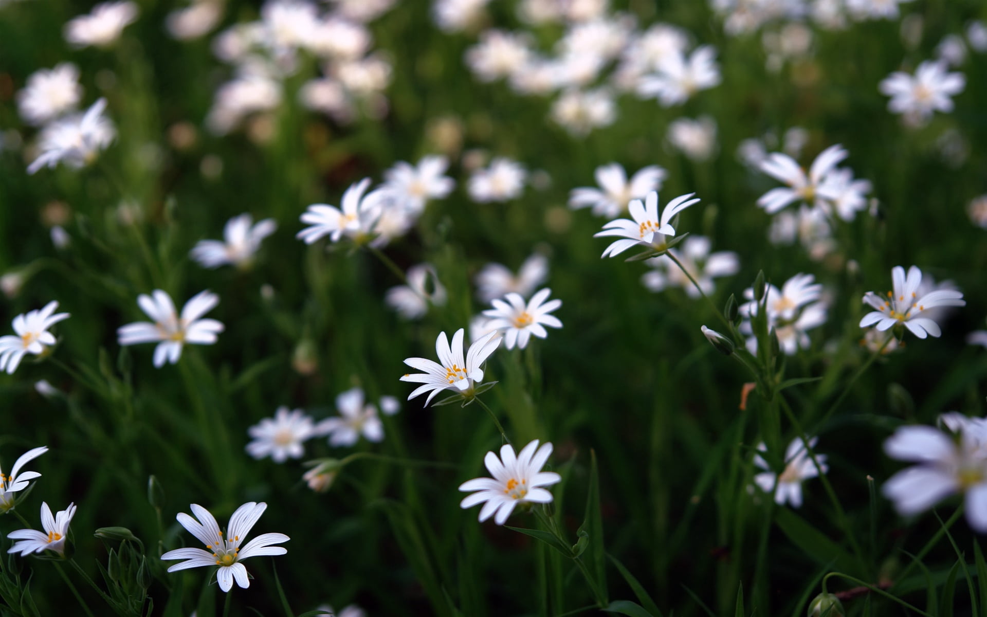 backgrounds, field, no People, summer, season, flowers, marguerite, outdoors, chamomile Plant, springtime, day, green Color, white, macro, small, meadow, HD Wallpaper