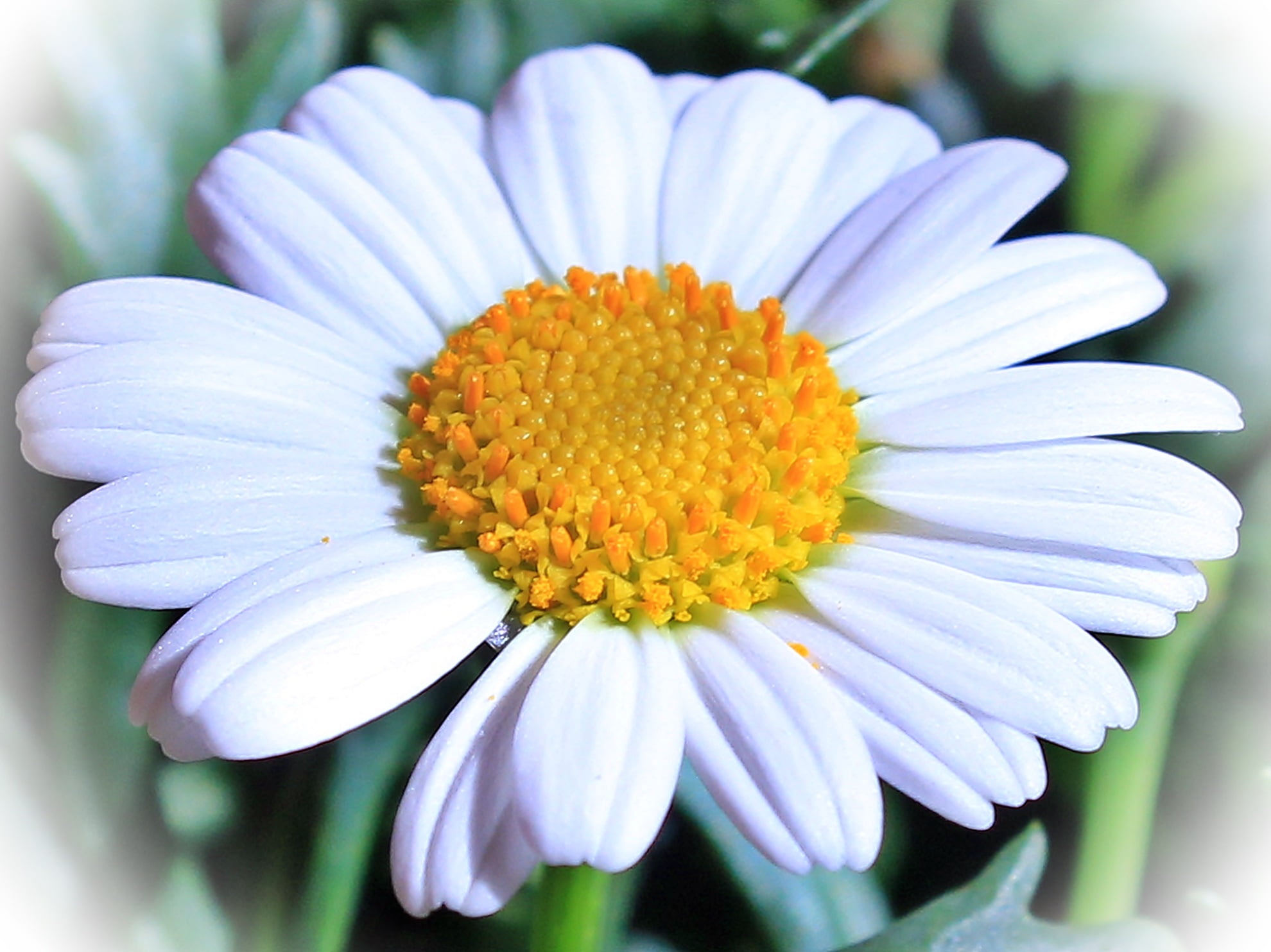 pollen, green Color, meadow, plant, marguerite, macro, petals, chamomile Plant, purple, flower, botany, freshness, no People, chamomile, outdoors, petal, HD Wallpaper