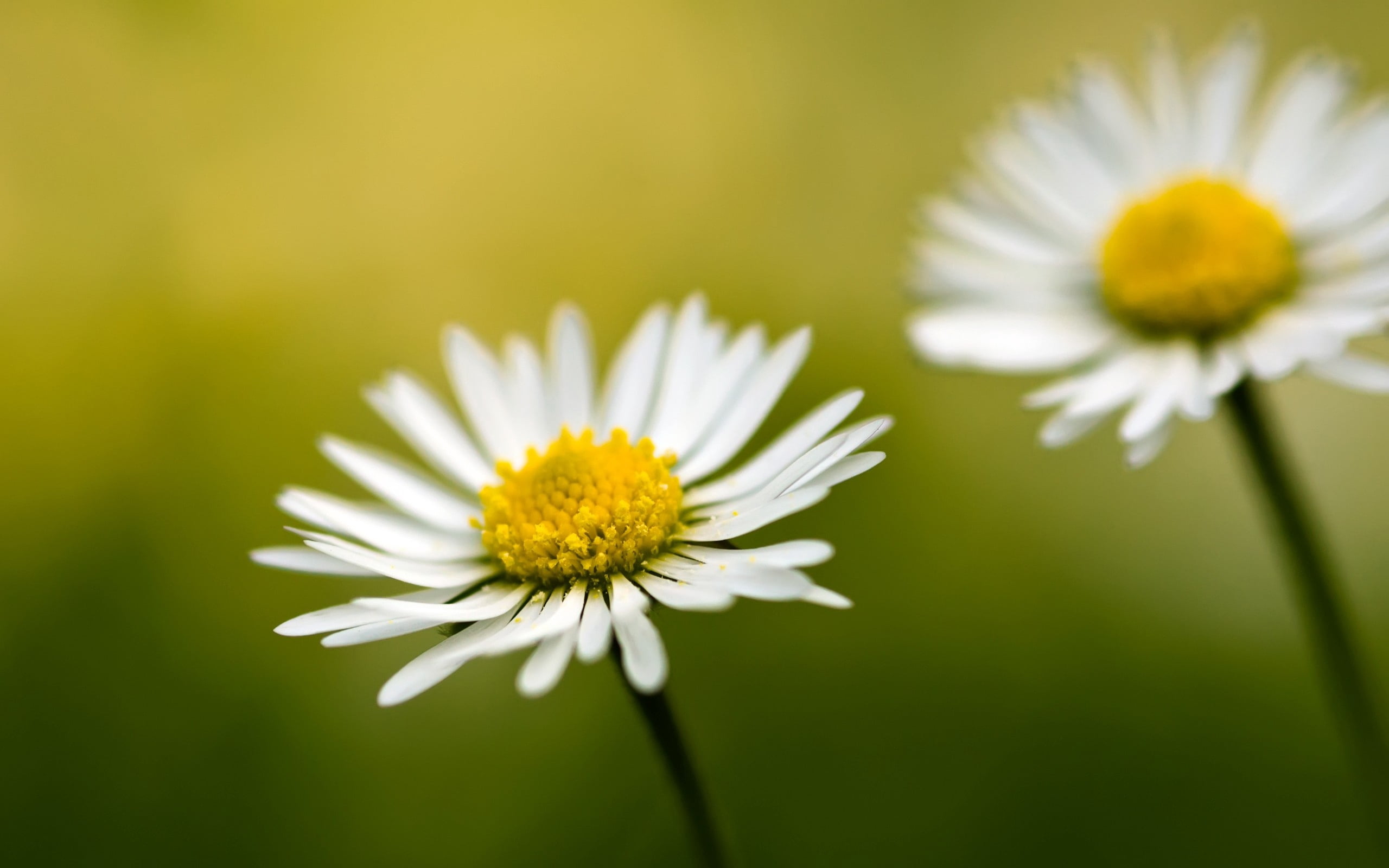 summer, field, no People, color Image, marguerite, sunlight, freshness, beauty In Nature, close-up, vulnerability, backgrounds, two, macro, white, fragility, HD Wallpaper