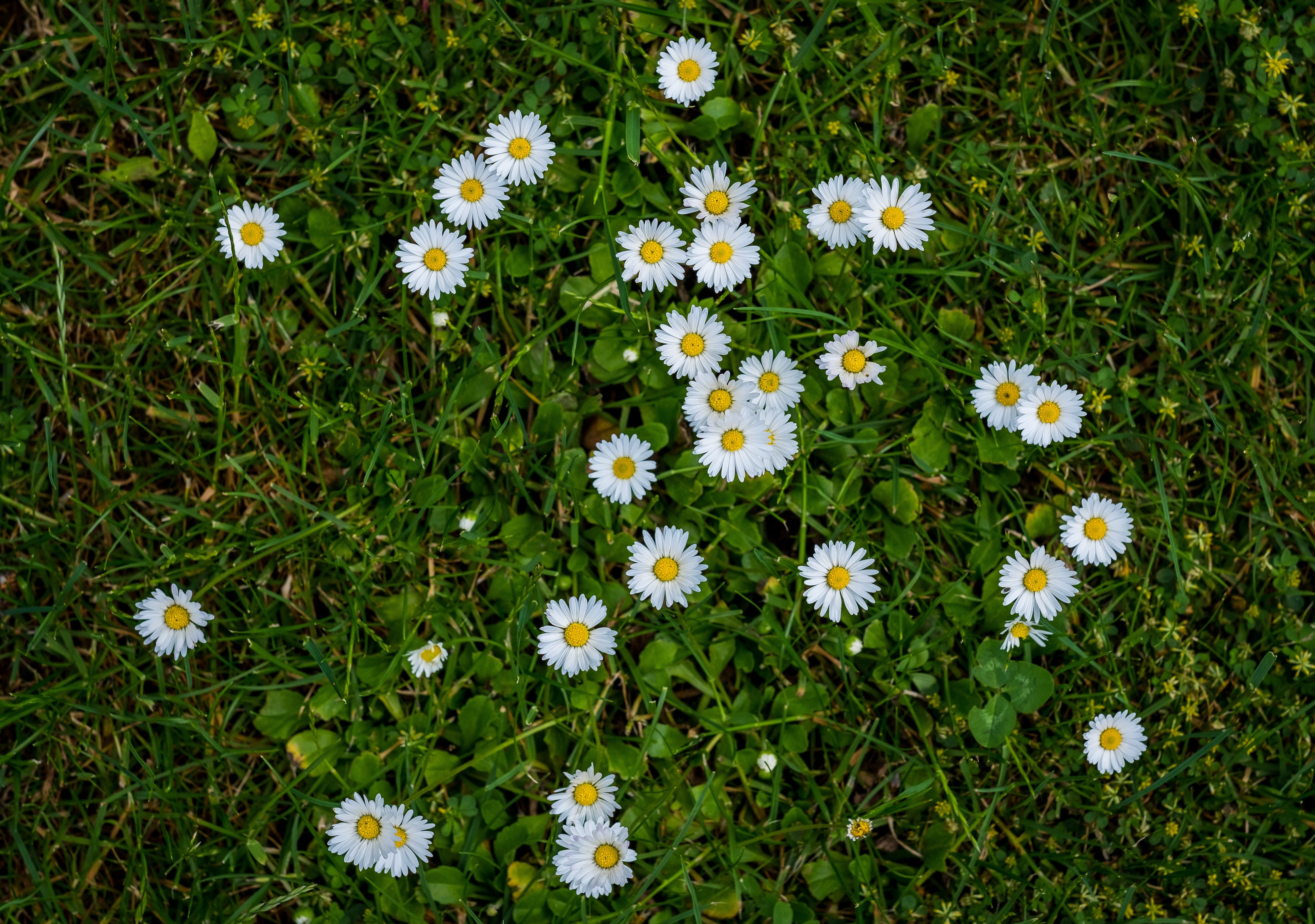 garden, grass, growth, yellow, white, beautiful flower, summer, flowers, close up, daisy, geese flower, rush, spring, petal, plant, nature, flower, flowering plant, HD Wallpaper