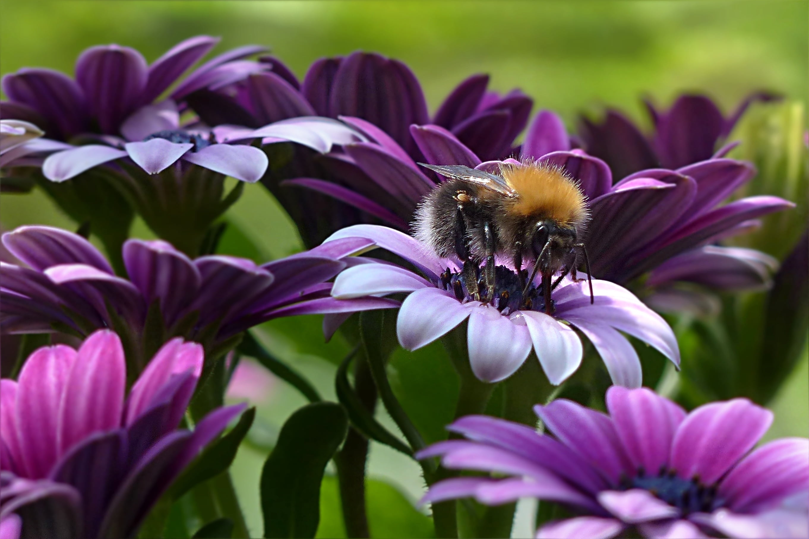 close-up, carpenter, growth, animals in the wild, plant, focus, purple, bumblebee, selective, pollen, bombus foraging, nature, summer, flower head, invertebrate, HD Wallpaper