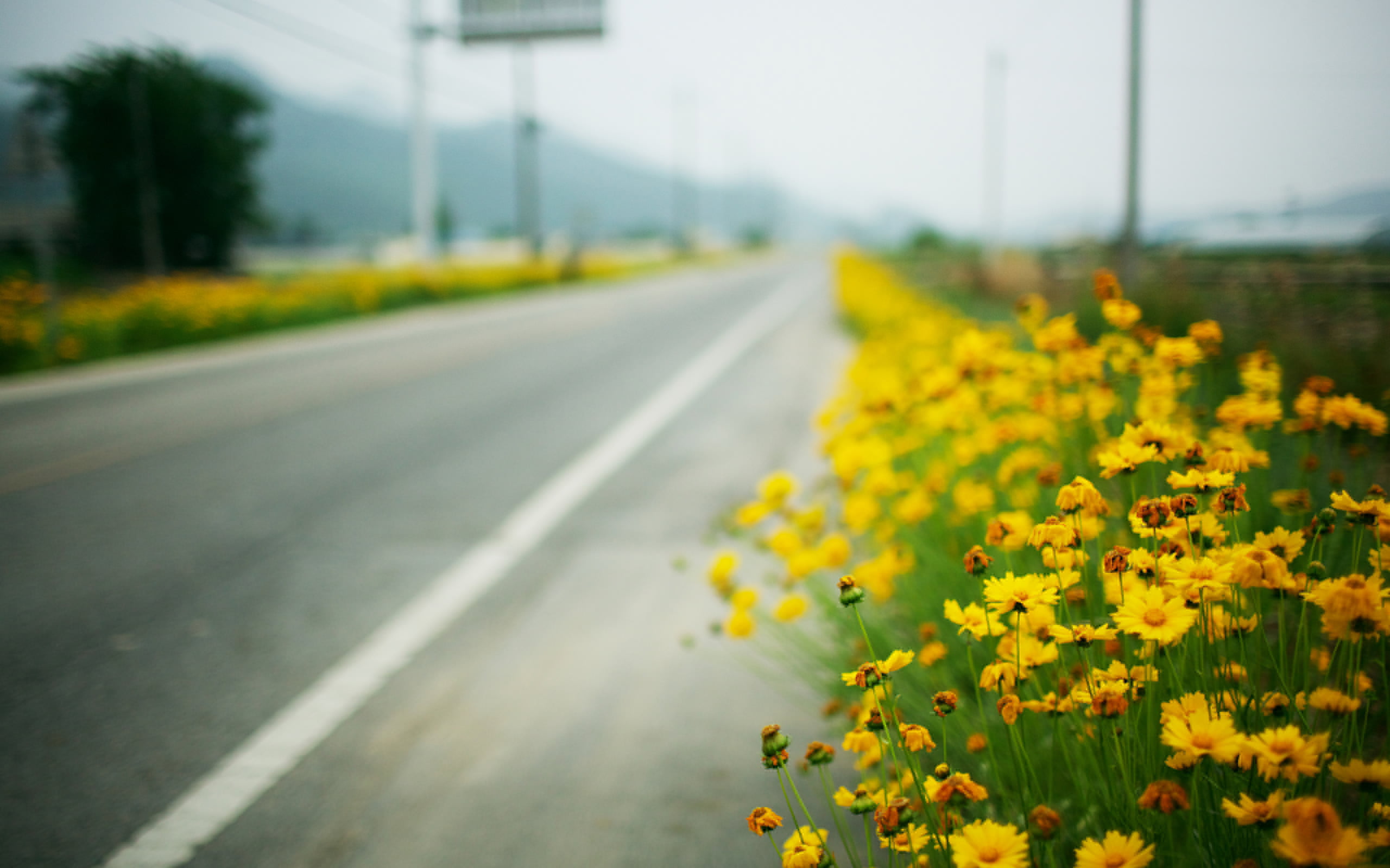 nature, plant, direction, growth, flowering plant, macro, marguerite, flowers, the way forward, road, no people, dividing line, yellow flowers, day, road marking, HD Wallpaper