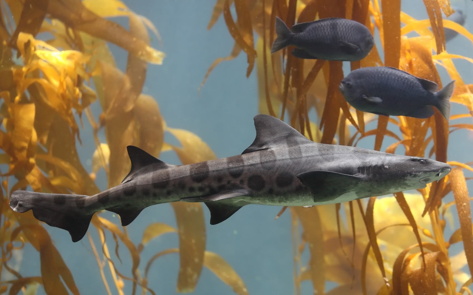 no people, animals, vertebrate, underwater, undersea, animal themes, outdoors, black, glass - material, nature, animals in the wild, group of animals, school of fish, HD Wallpaper