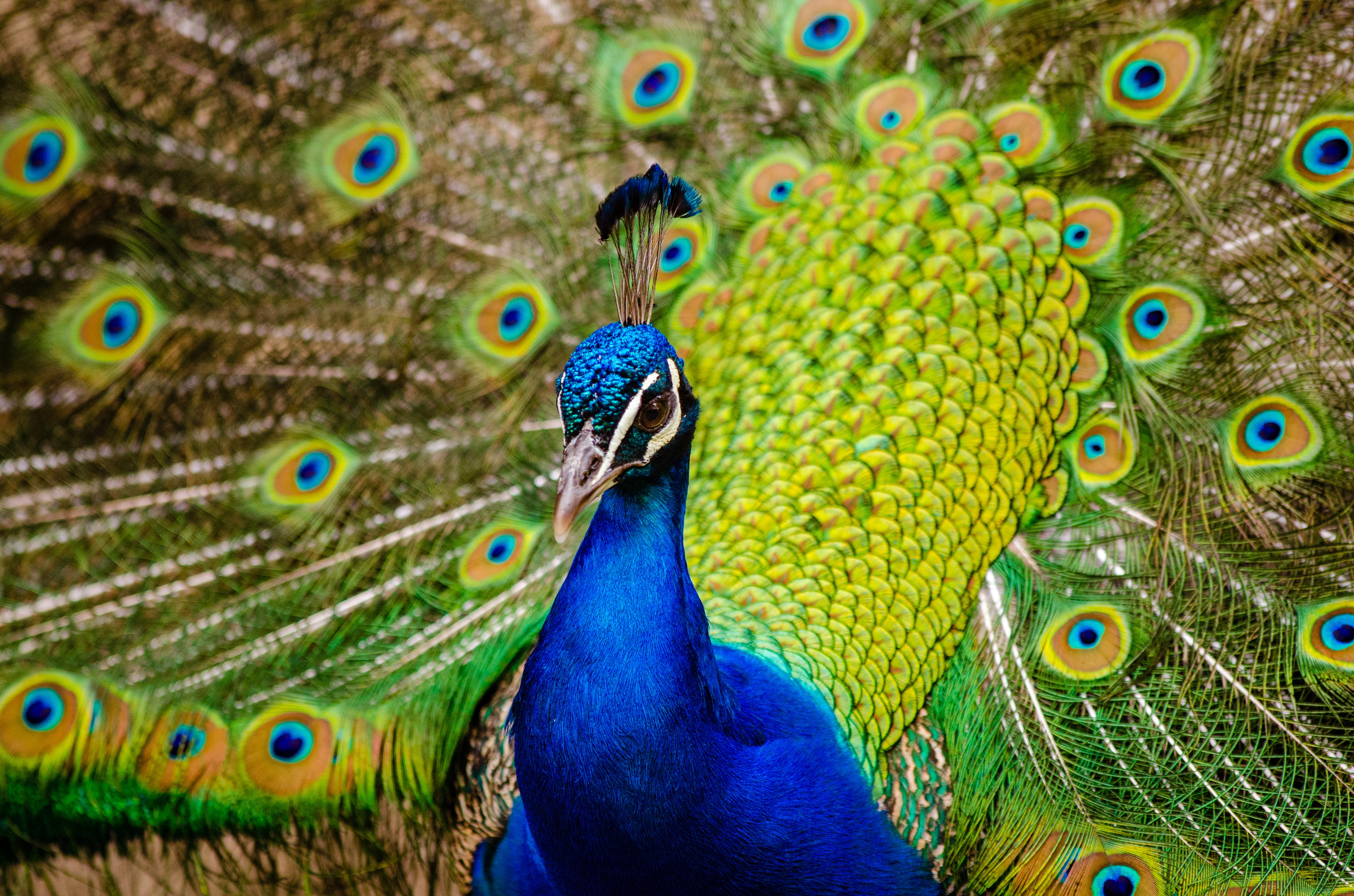 4K, Indian peacock, 4K, Peafowl, HD Wallpaper