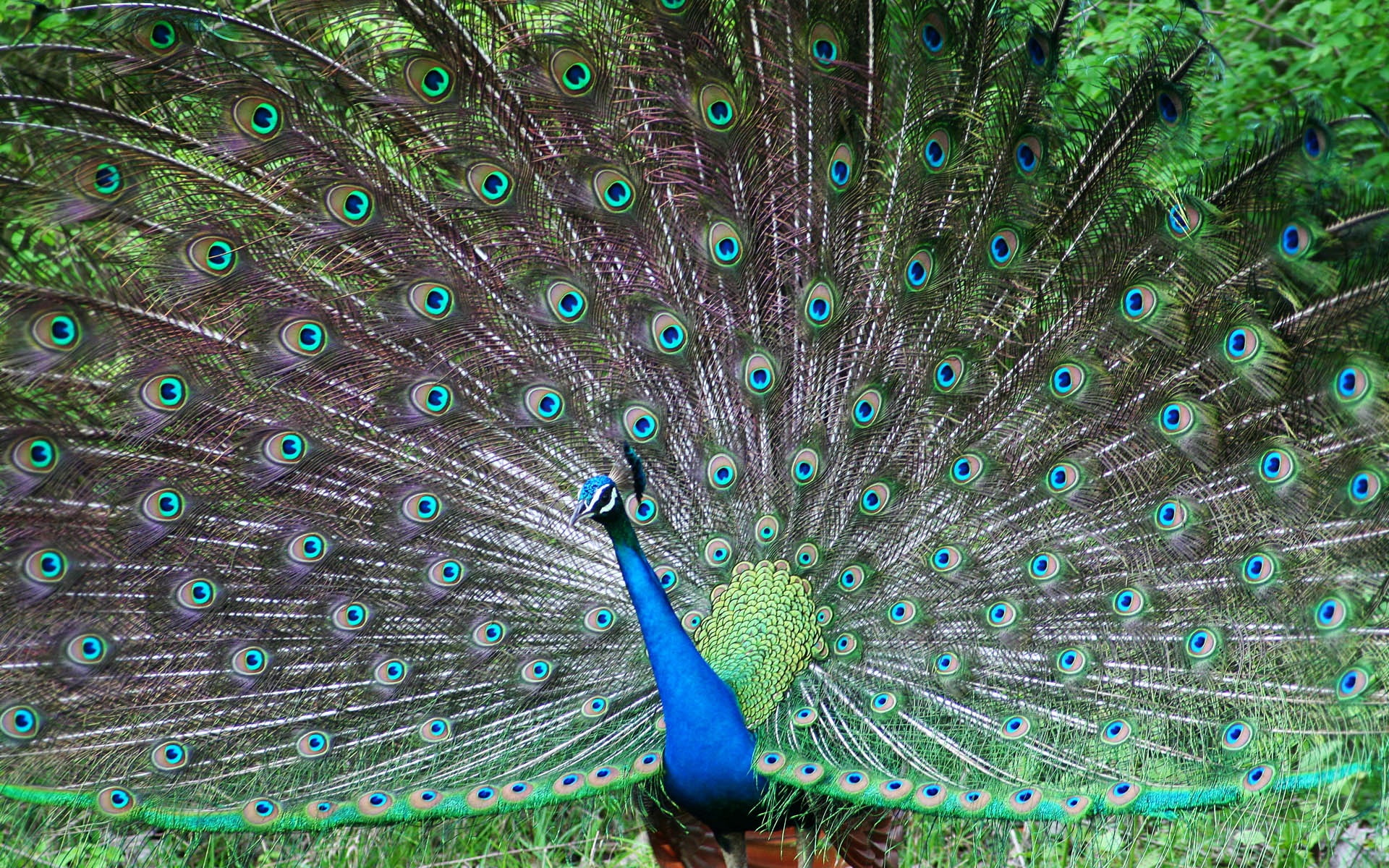 peafowl, indian, peacock, 1080P, HD Wallpaper