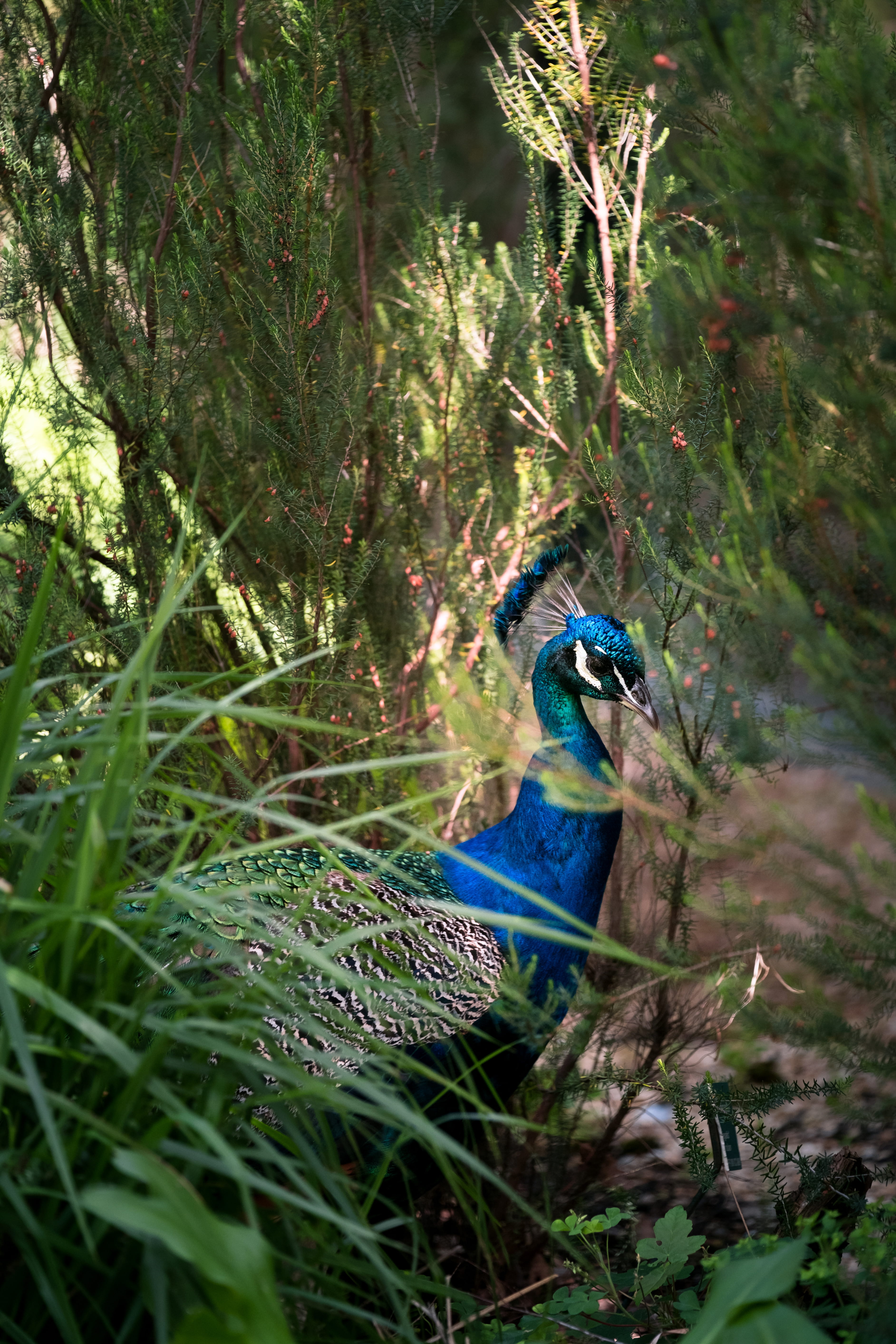 5K, peafowl, grass, focus, one animal, in foliage, plumage, nature, france, park, animals in the wild, tree, wildlife, animal themes, photography, peacock in foliage, Phone HD Wallpaper