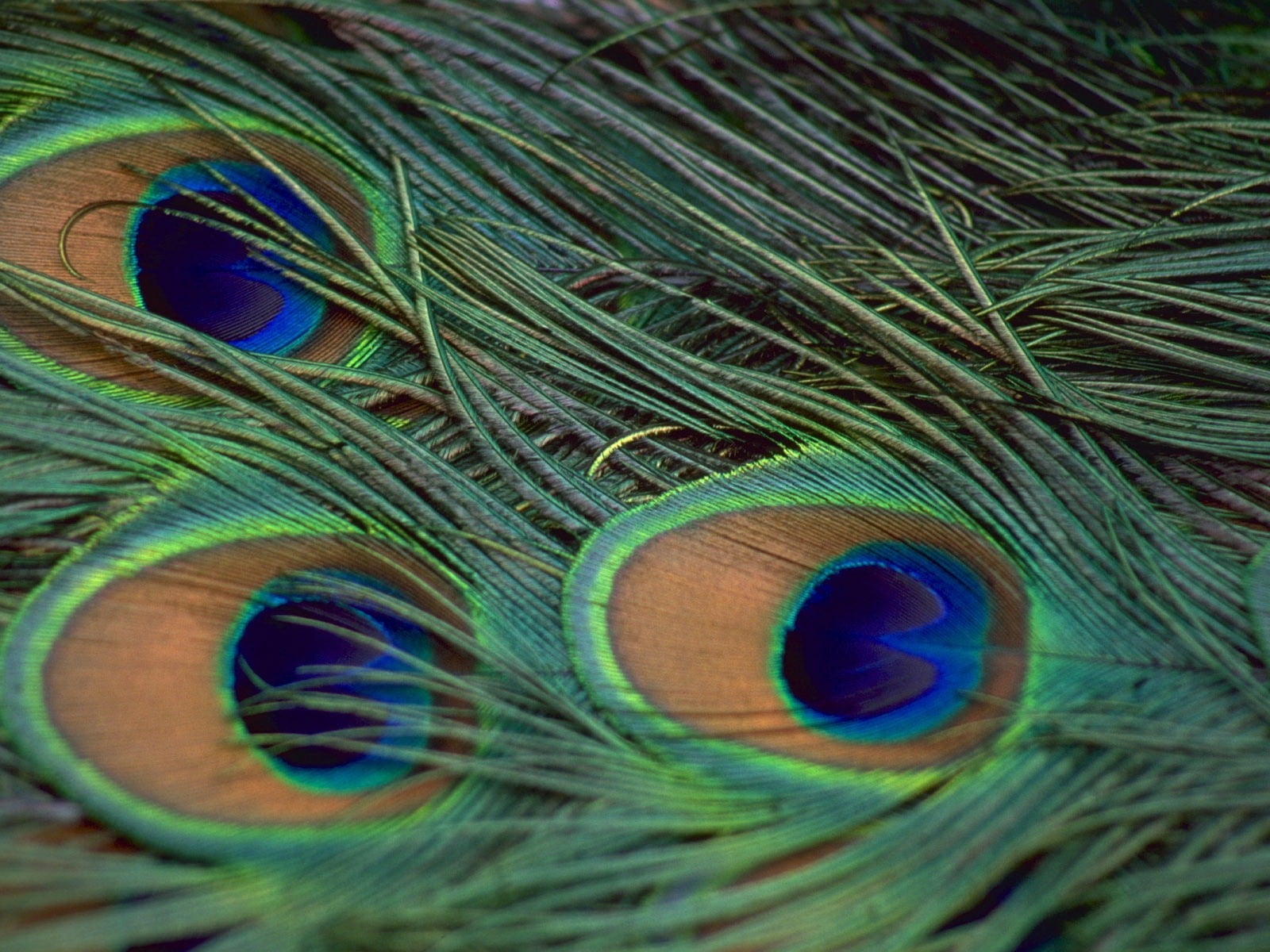 green, blue, multi Colored, vulnerability, beauty In Nature, colors, feathers, backgrounds, peafowl, close-up, macro, purple, lightweight, brown, natural pattern, HD Wallpaper