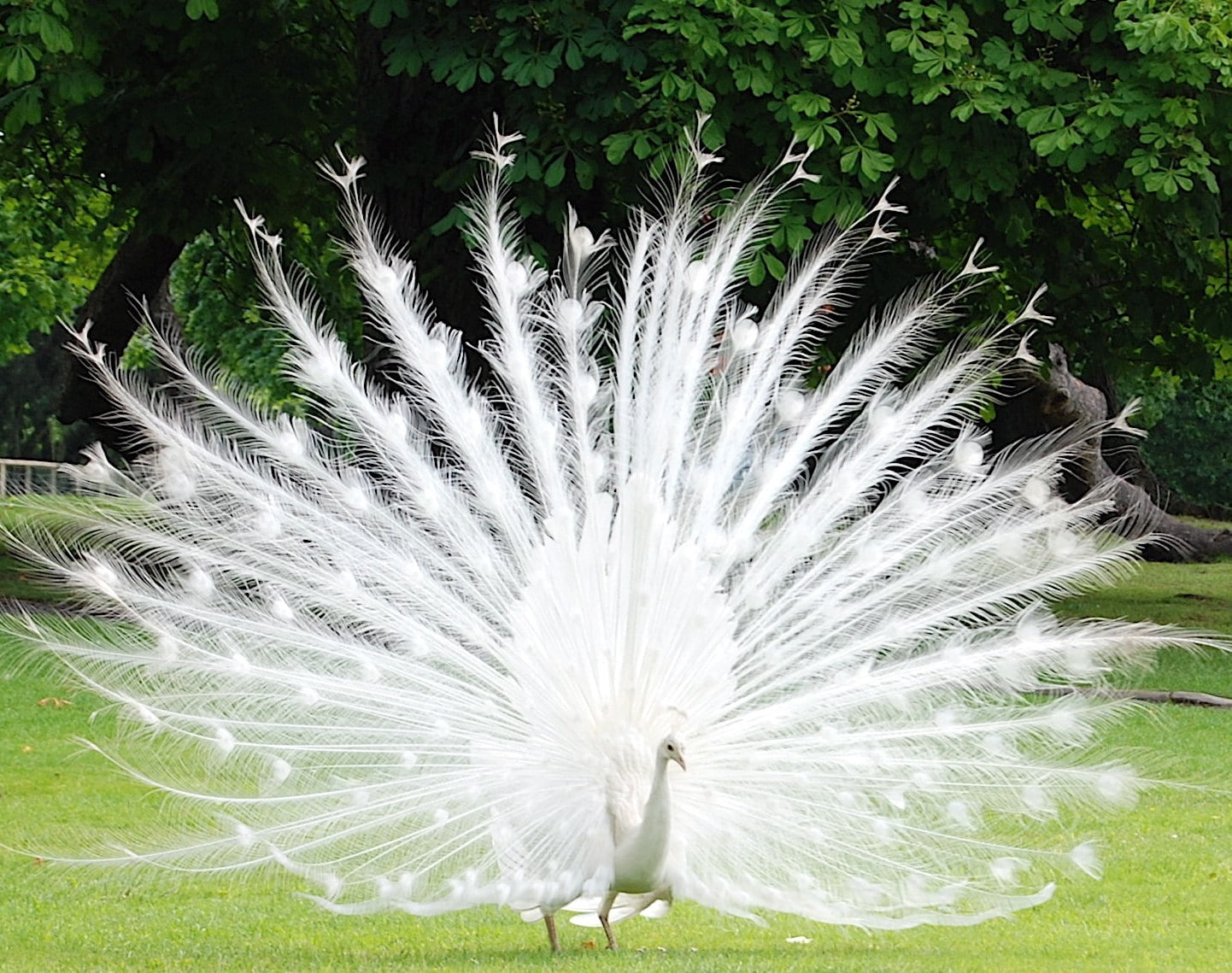 BIRDS, peafowl, animals, hd, x, albino, 720P, peacocks, white, art, HD Wallpaper