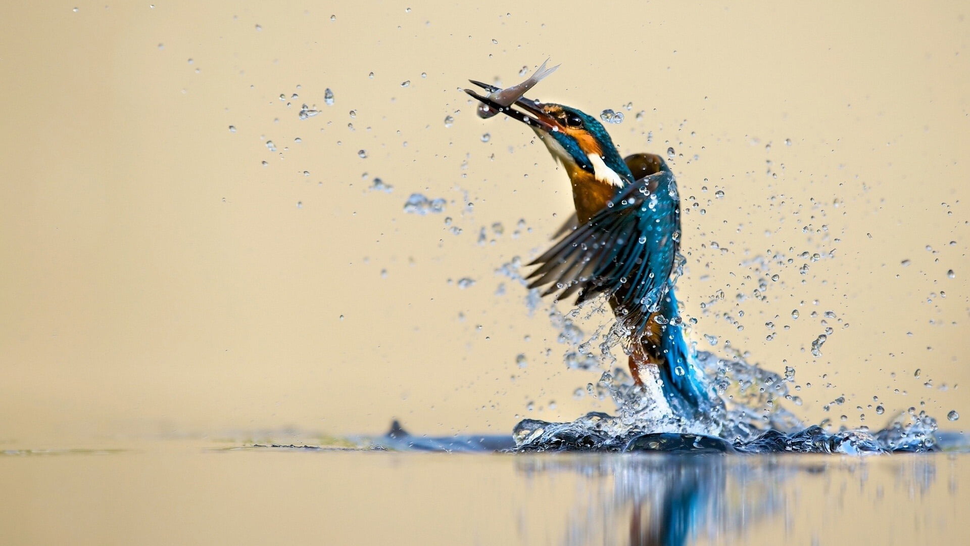 flapping, animals, art, nature, motion, kingfisher, animals in the wild, fly, peacock, waterfront, graphic, no people, peafowl, greenish blue, high-speed photography, HD Wallpaper