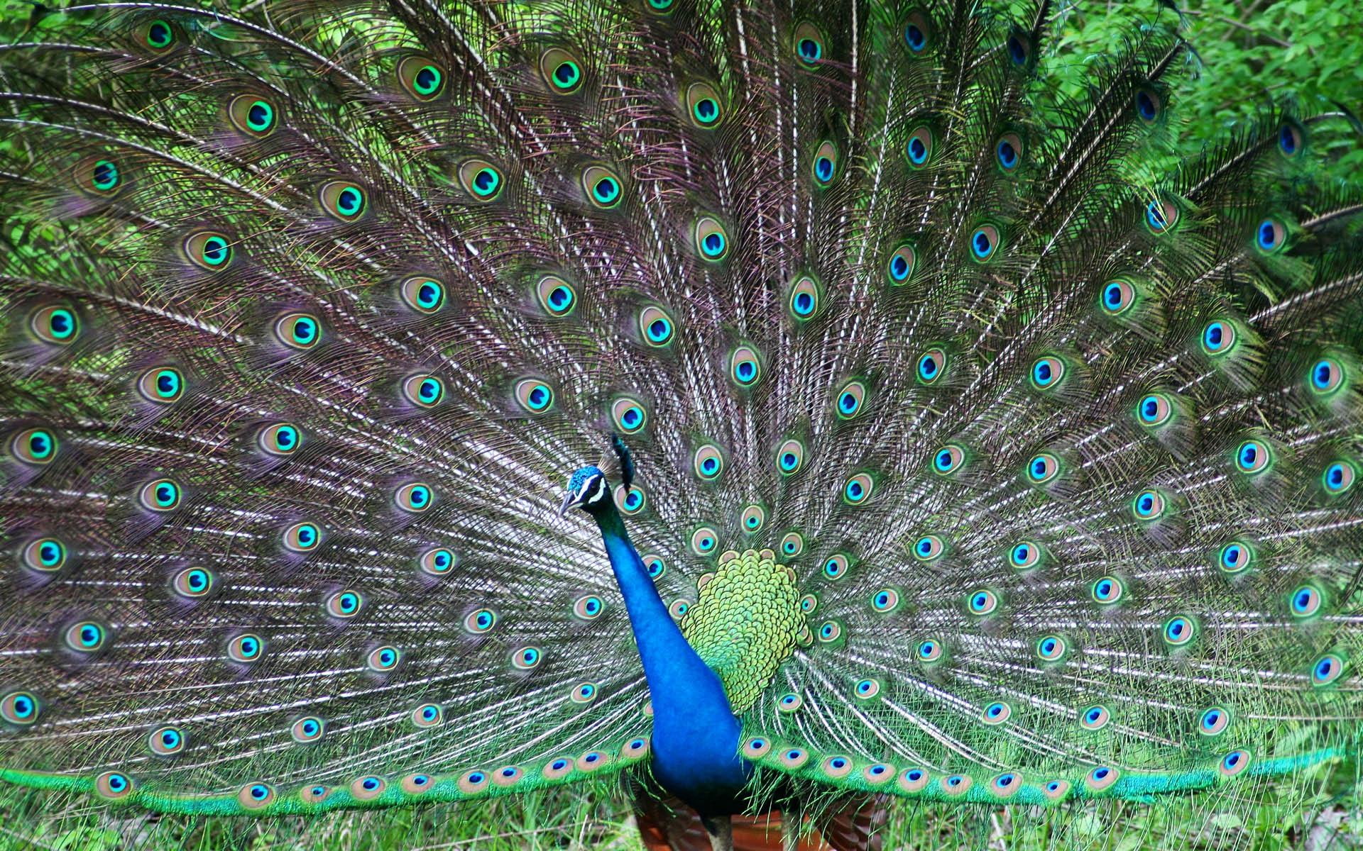 animals and birds, indian, peafowl, 1080P, HD Wallpaper