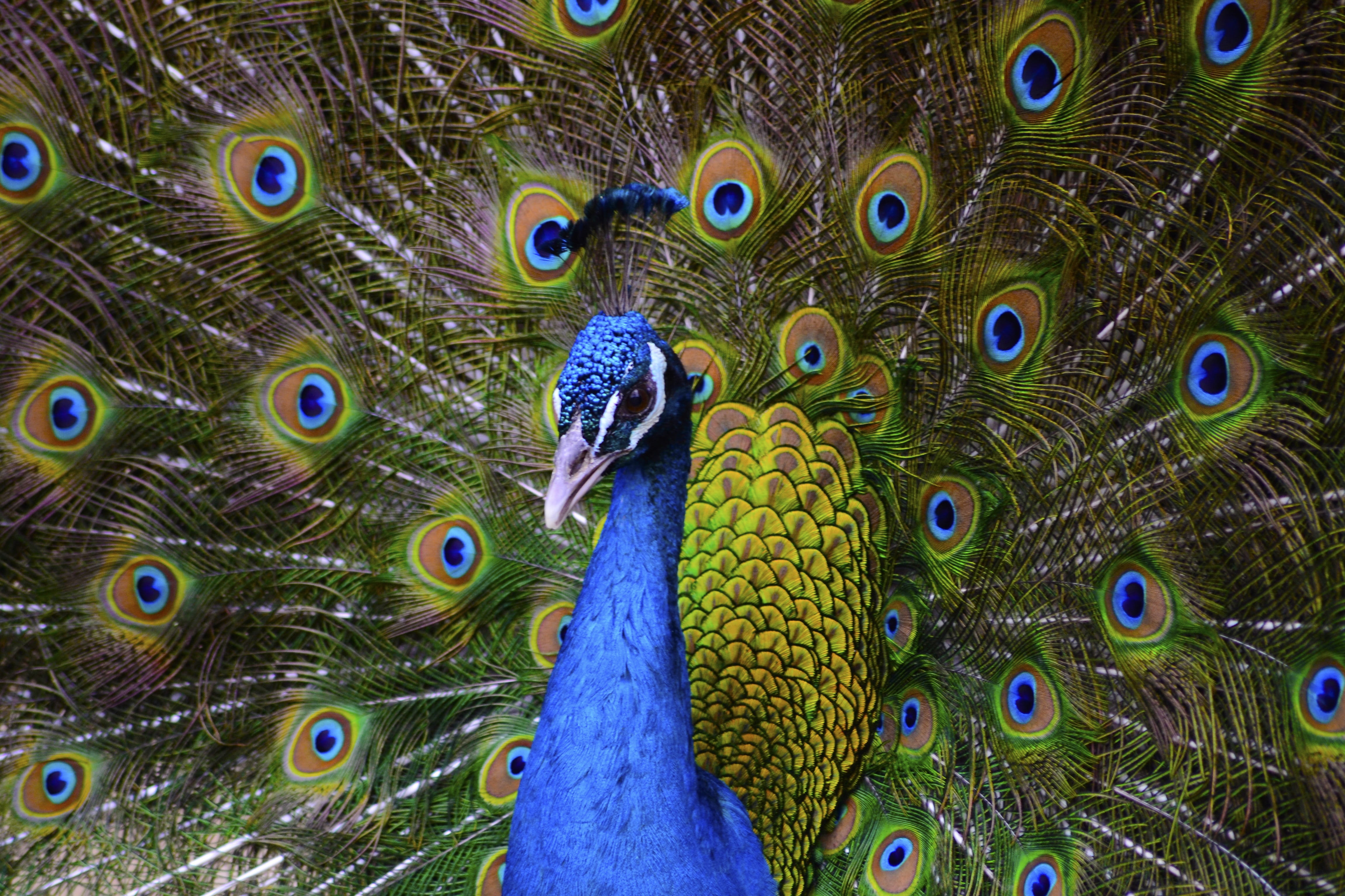 no people, multi colored, beauty in nature, peafowl, male animal, animal, vertebrate, bird, feather, domestic, 4K, animal head, nature, close-up, animals in the wild, HD Wallpaper