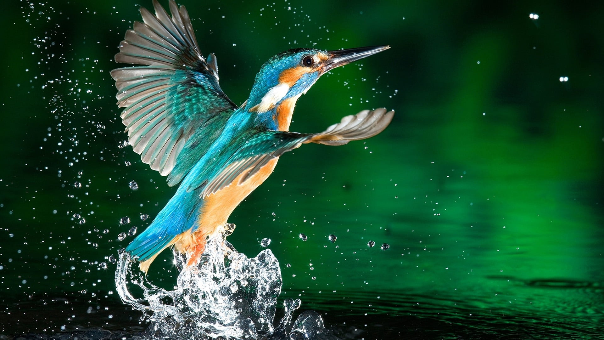 fly, animals, motion, lake, close-up, sky, no people, nature, 1080P, sea, design, splashing, kingfisher, animal themes, animal, peacock, aquatic, spread wings, HD Wallpaper