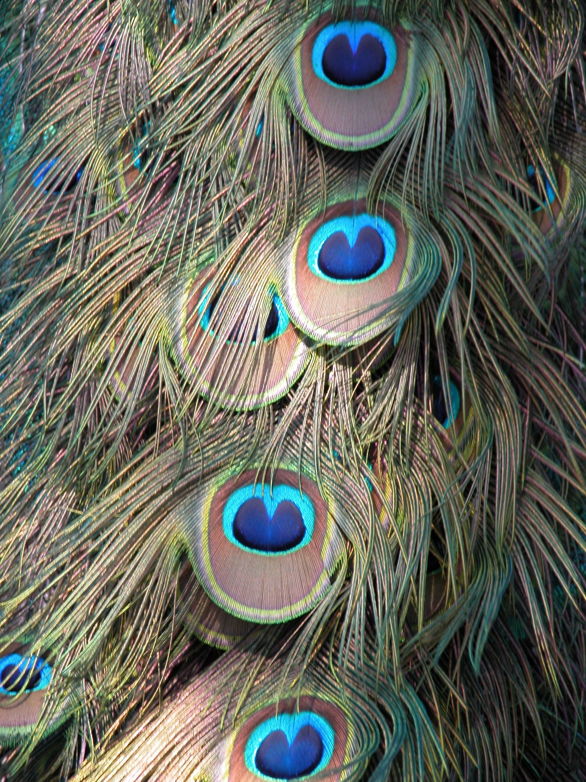green, 2K, deco, full frame, softness, day, close, animal, nature, Peacock, Background, fowl, still life, feather, artistic, multi colored, color, no people, Phone HD Wallpaper