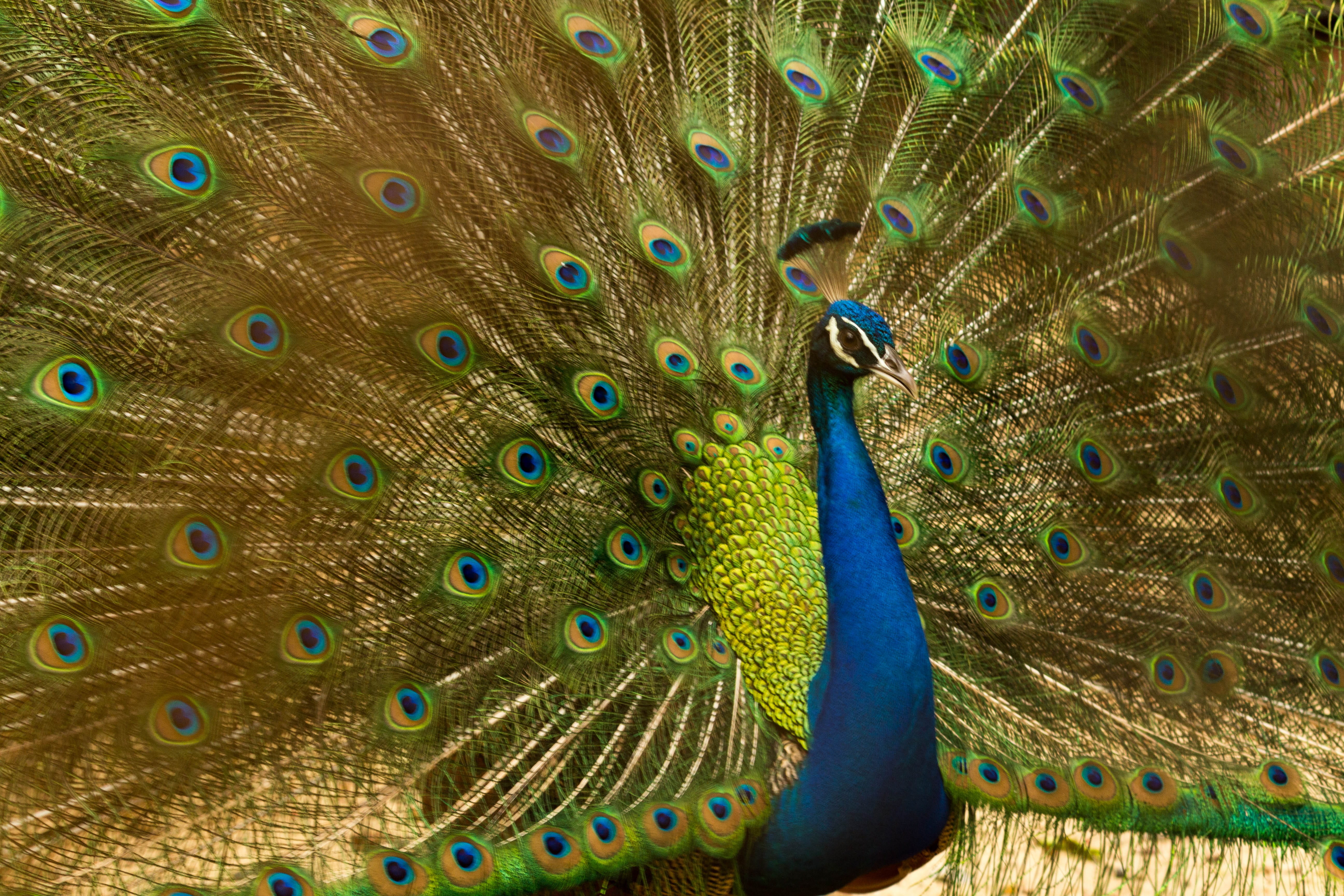 pattern, male, animal head, fanned out, bright, animal themes, vertebrate, colorful, animal wildlife, aristarchus, peacock, no people, animal, 5K, wildlife, HD Wallpaper