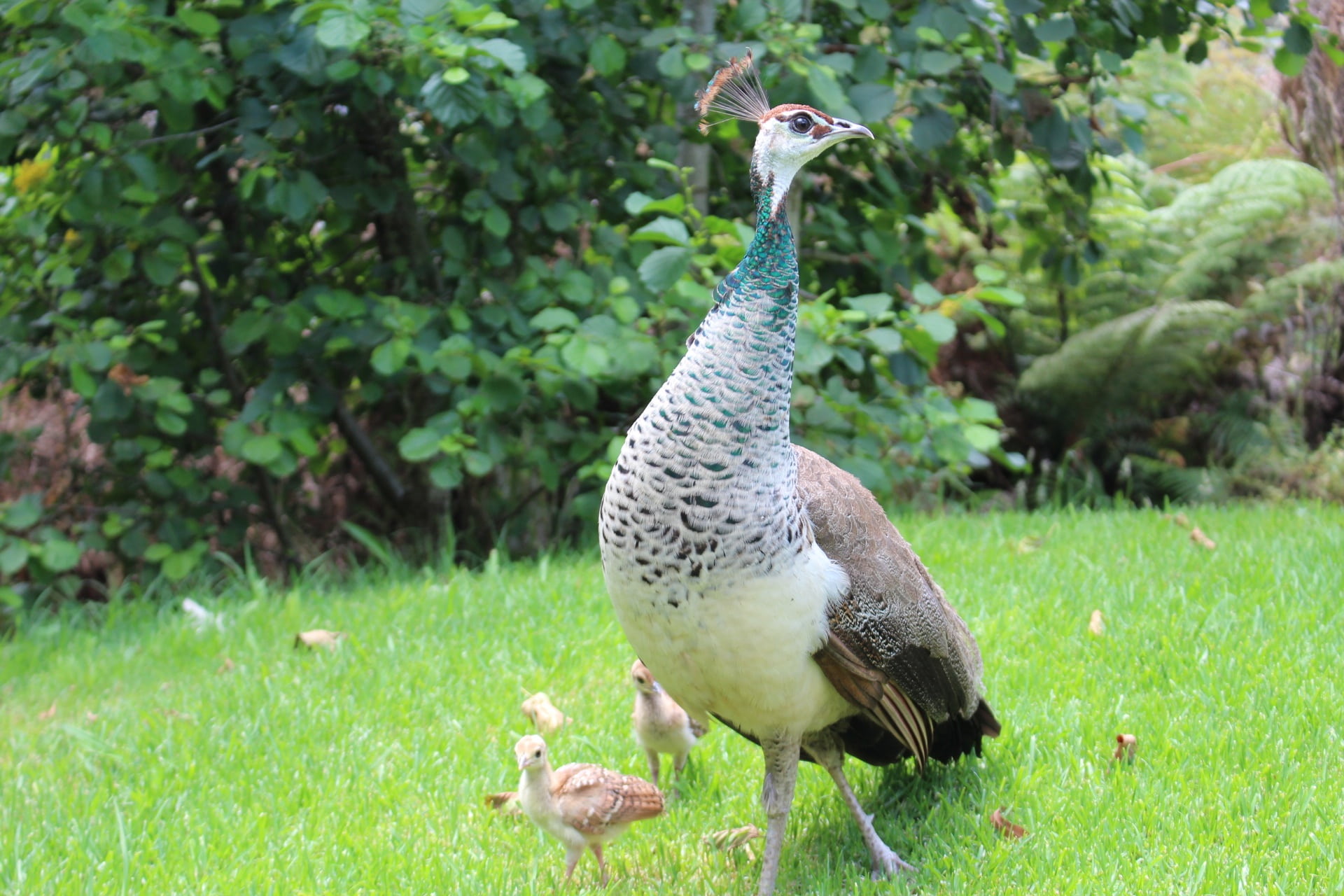 peahen, animals in the wild, animal themes, growth, animal, female, one animal, focus on foreground, outdoors, field, young, exotic, plant, animal wildlife, HD Wallpaper