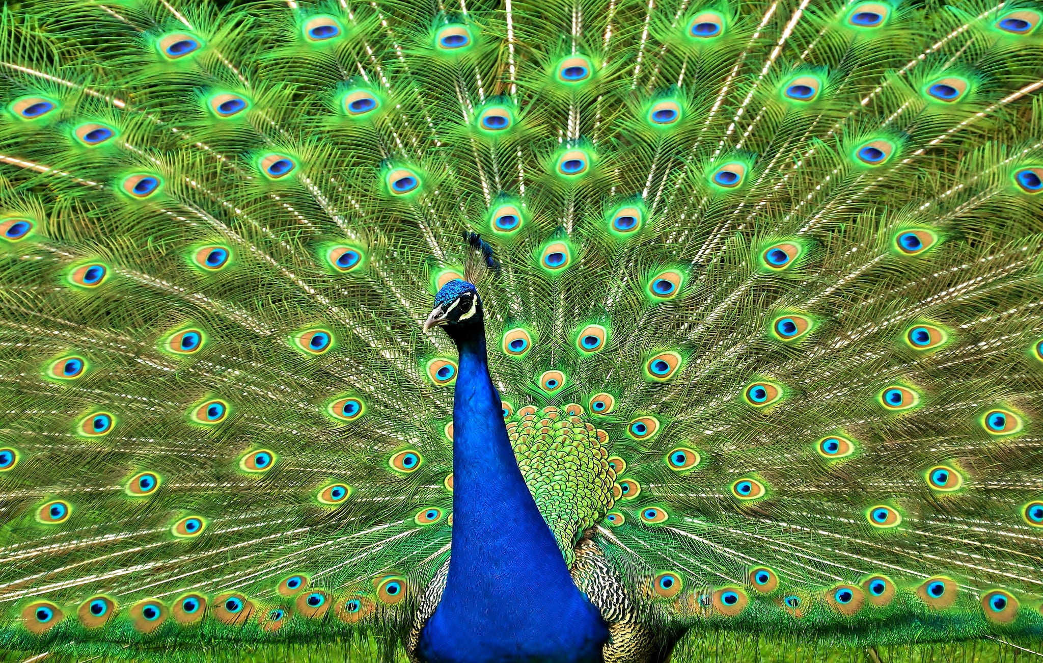 vibrant Color, animal, bird, male Animal, day, wildlife, green, close-up, feather, pattern, tail, beauty In Nature, pride, backgrounds, beak, elegance, HD Wallpaper