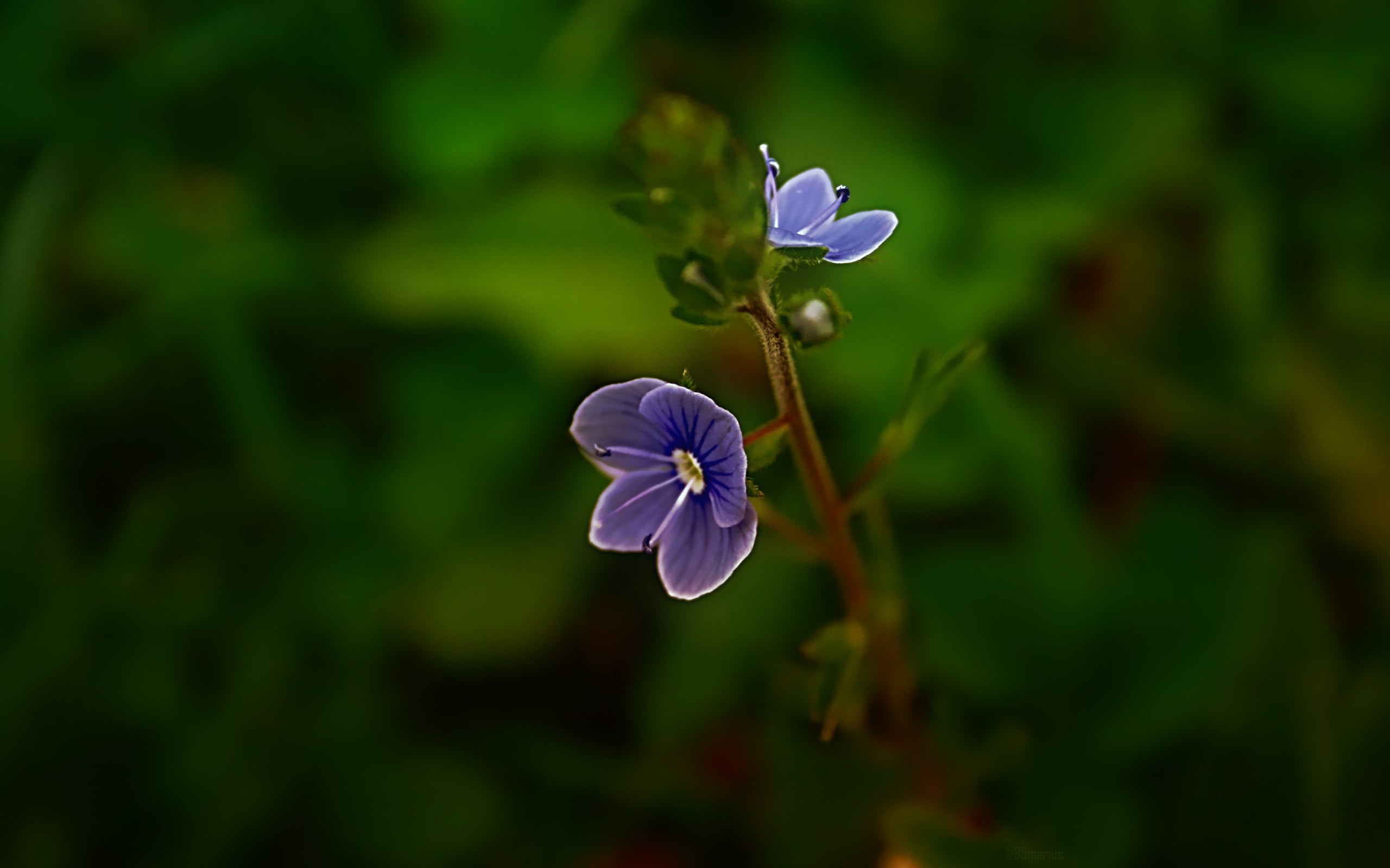 plant stem, green color, flowering plant, outdoors, growth, fragility, close-up, plant, vulnerability, purple, nature, 2K, no people, petal, flower, freshness, HD Wallpaper