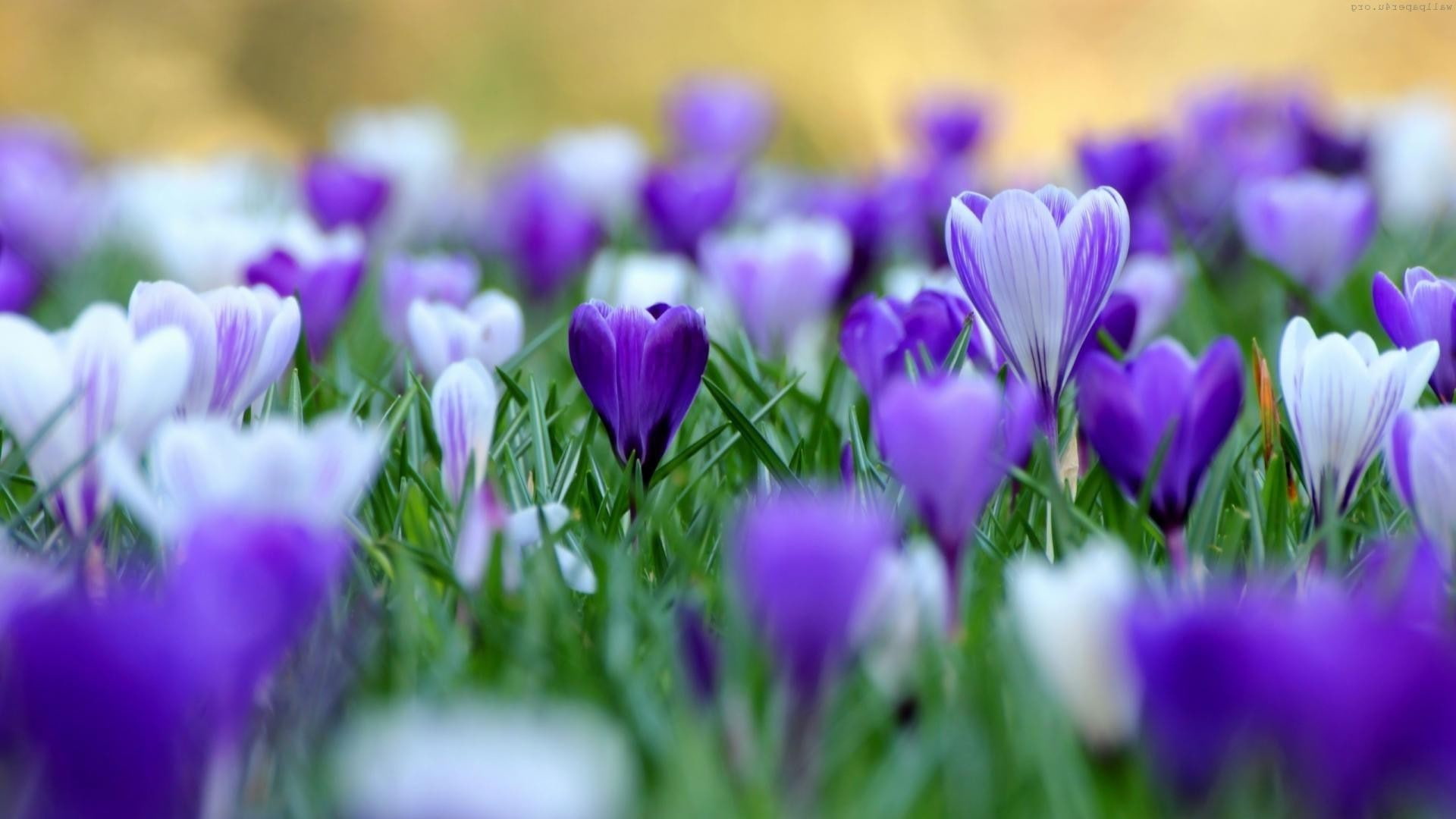 petal, 1080P, close-up, fragility, plants, beauty in nature, flowerbed, inflorescence, freshness, selective focus, nature, blue, crocus, flowers, ornamental garden, HD Wallpaper