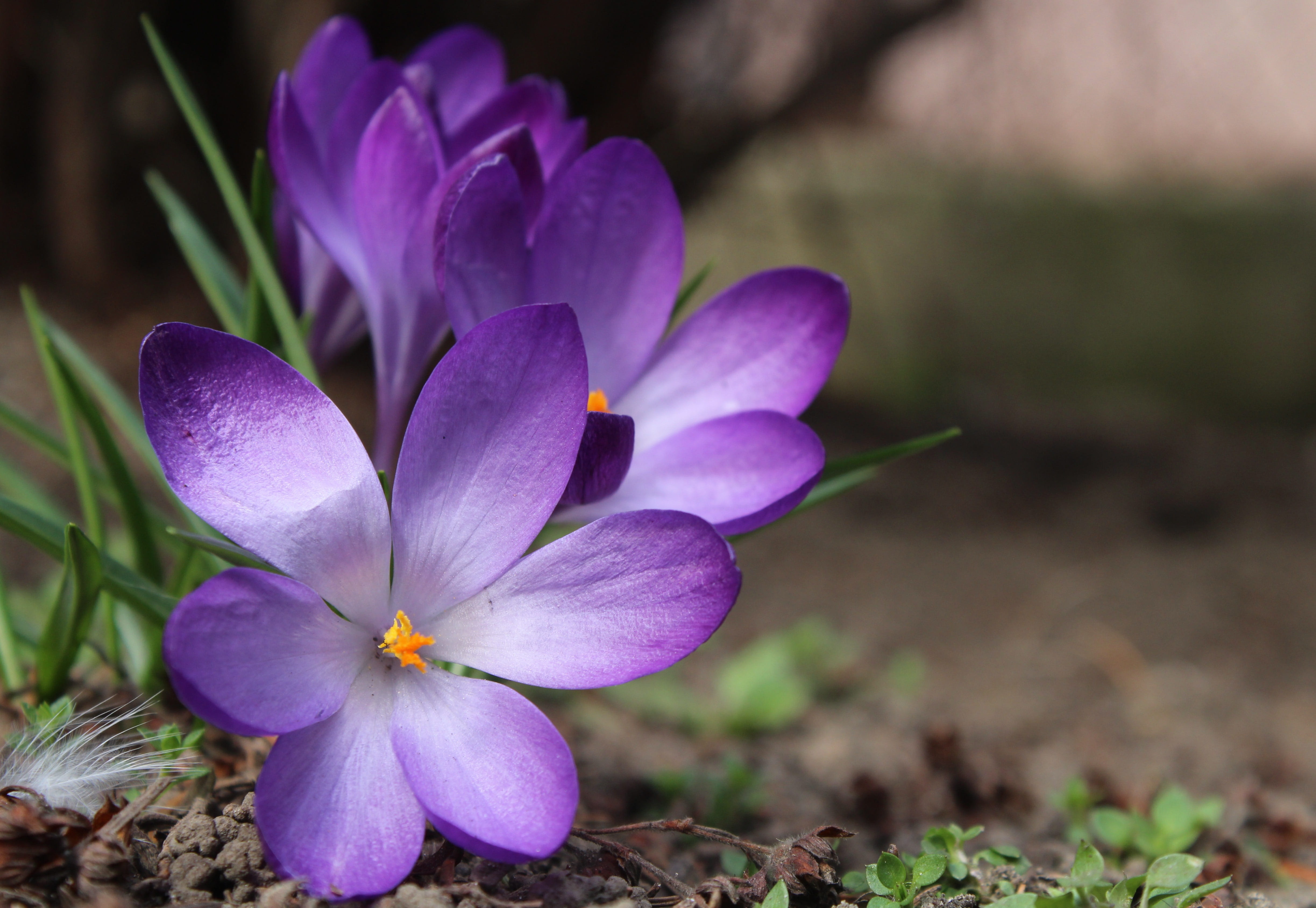 close-up, nature, vulnerability, field, plant, saffron, flower, spring, purple, krokus, day, beauty in nature, crocus, land, petal, inflorescence, flowering plant, HD Wallpaper