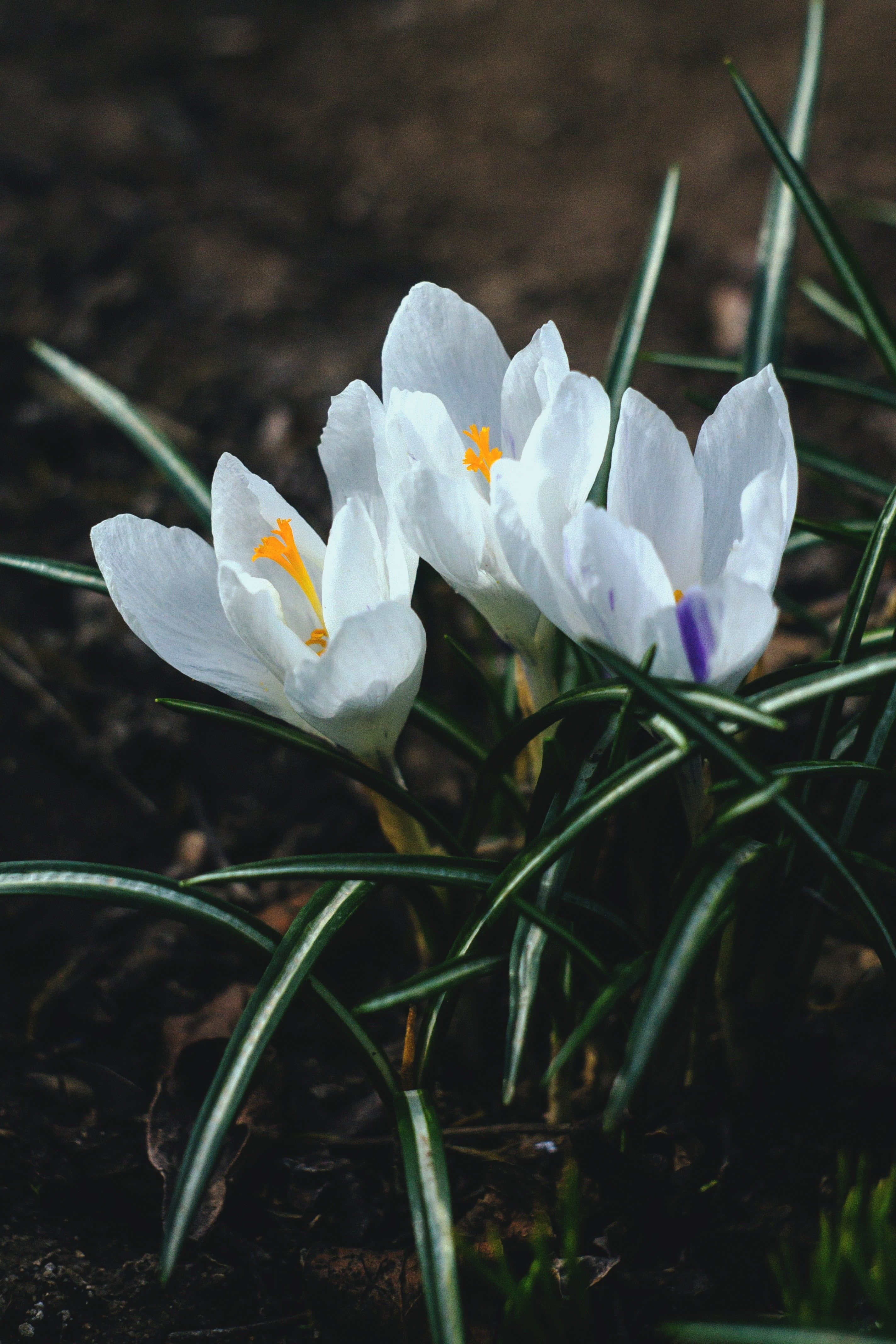 freshness, purple, plant, springtime, white color, growth, beauty in nature, flower, plant part, road, crocus, petal, flowering plant, 4K, flowers, no people, Phone HD Wallpaper