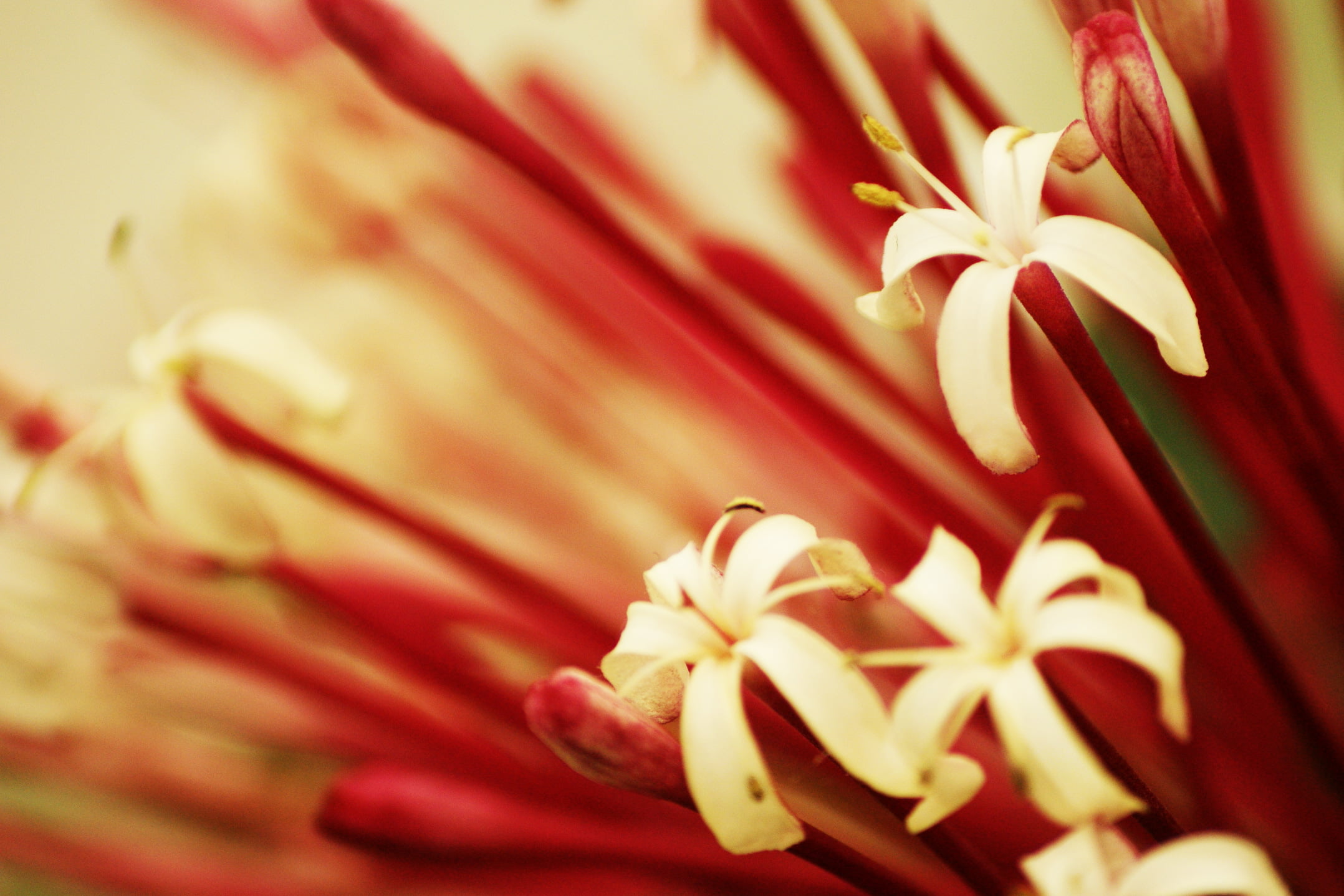 petal, Flower, nature, 1080P, photography, petaled, close up photography, flower Head, white, close-up, plant, close, tiny, HD Wallpaper