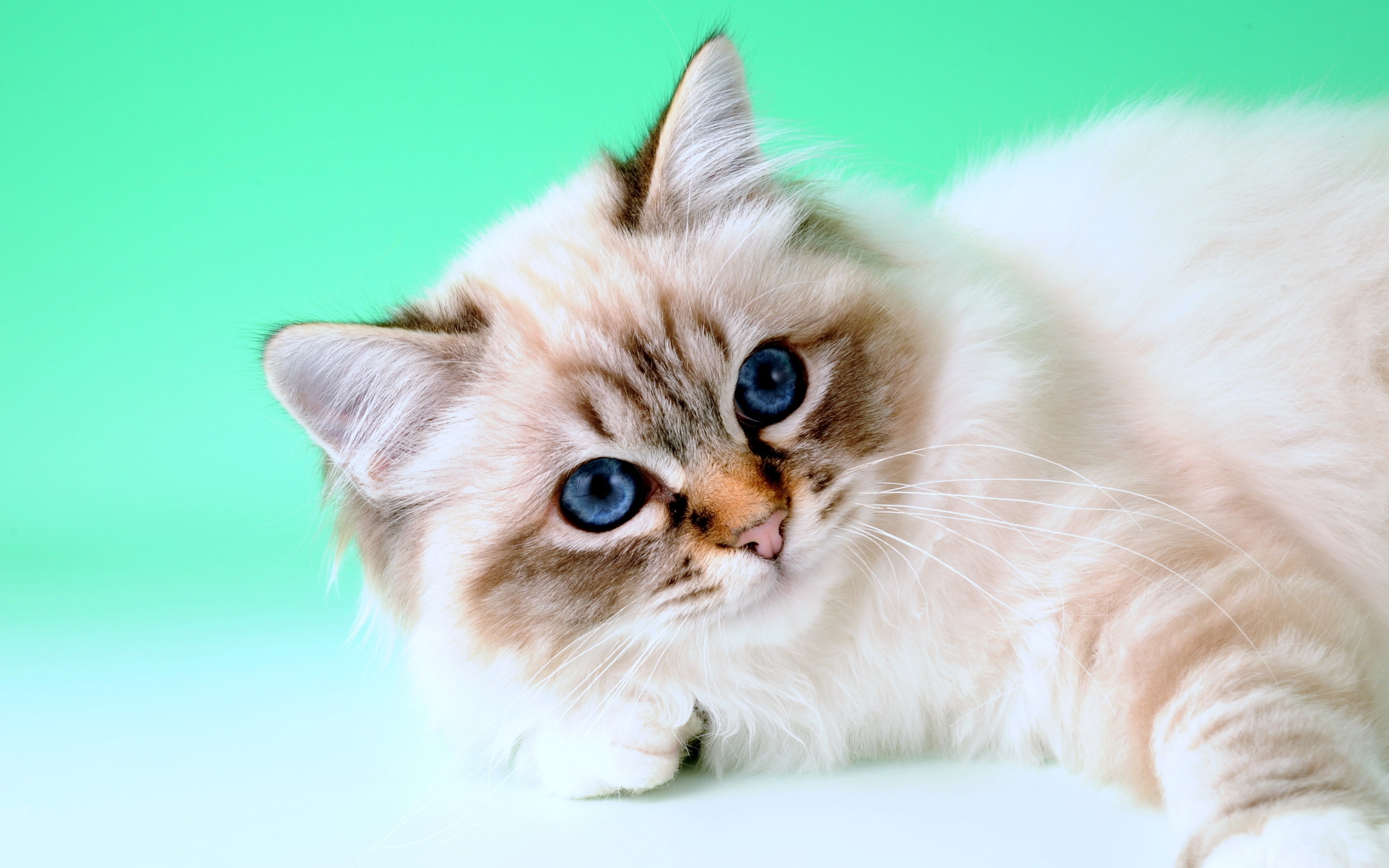 2K, birman, green, birman cat, tiny, cute, cat, HD Wallpaper