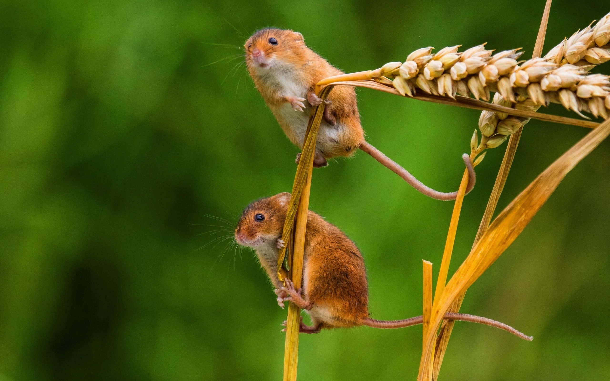 Tiny, Spikelets, Cute, 2K, Mouse, HD Wallpaper