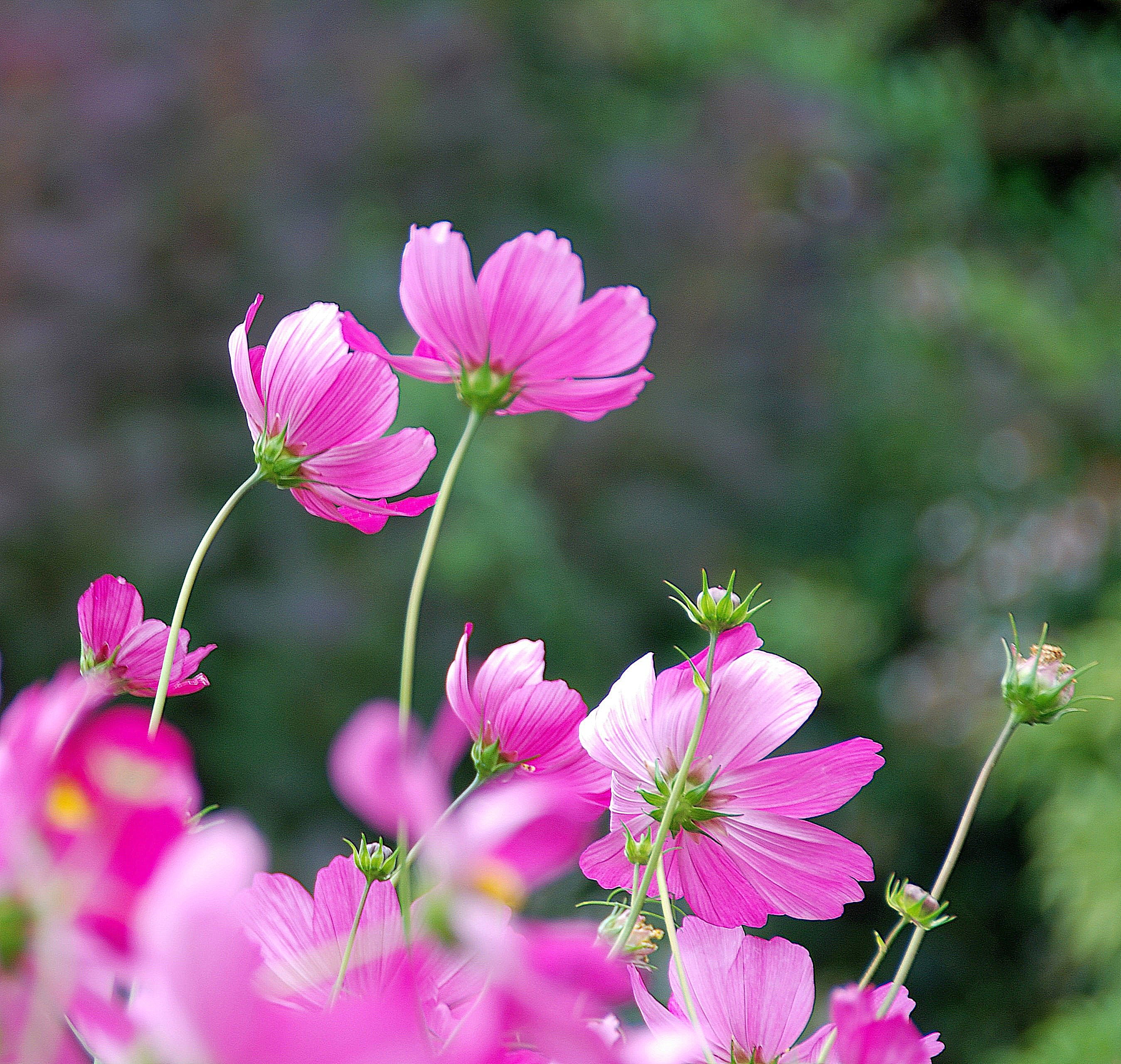 2K, Cosmos, Fauna, flowers, Pink, Flower, Sun, Asteraceae, Searching, daytime, Breeze, Perennial  Garden, Herbaceous, Blowing, Bokeh, HD Wallpaper