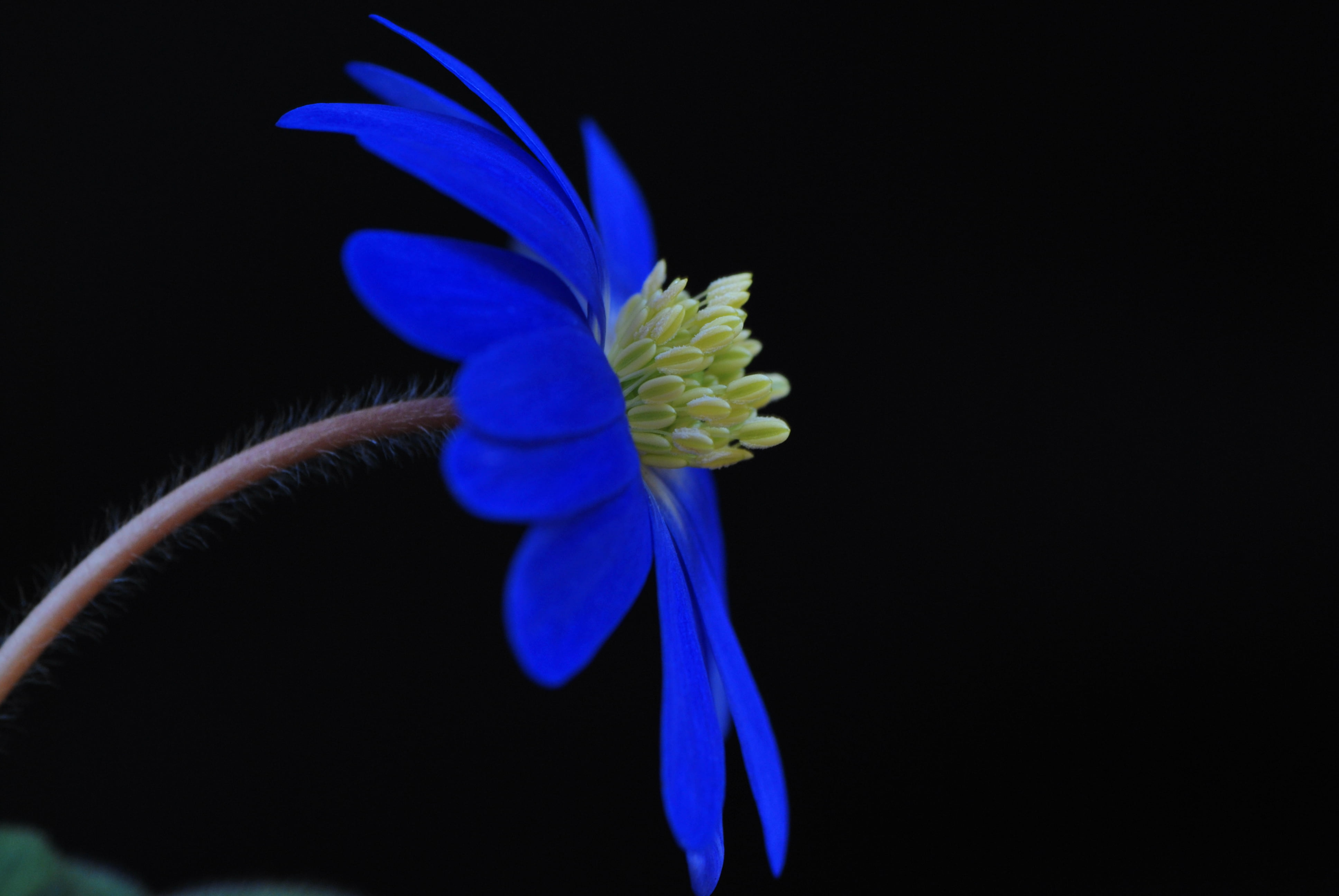close-up, asteraceae, beauty In Nature, blue  flower, anemone, flower, single Flower, blue flower, 4K, black  blue, Awesome, petal, Wonderful world, Universe, HD Wallpaper