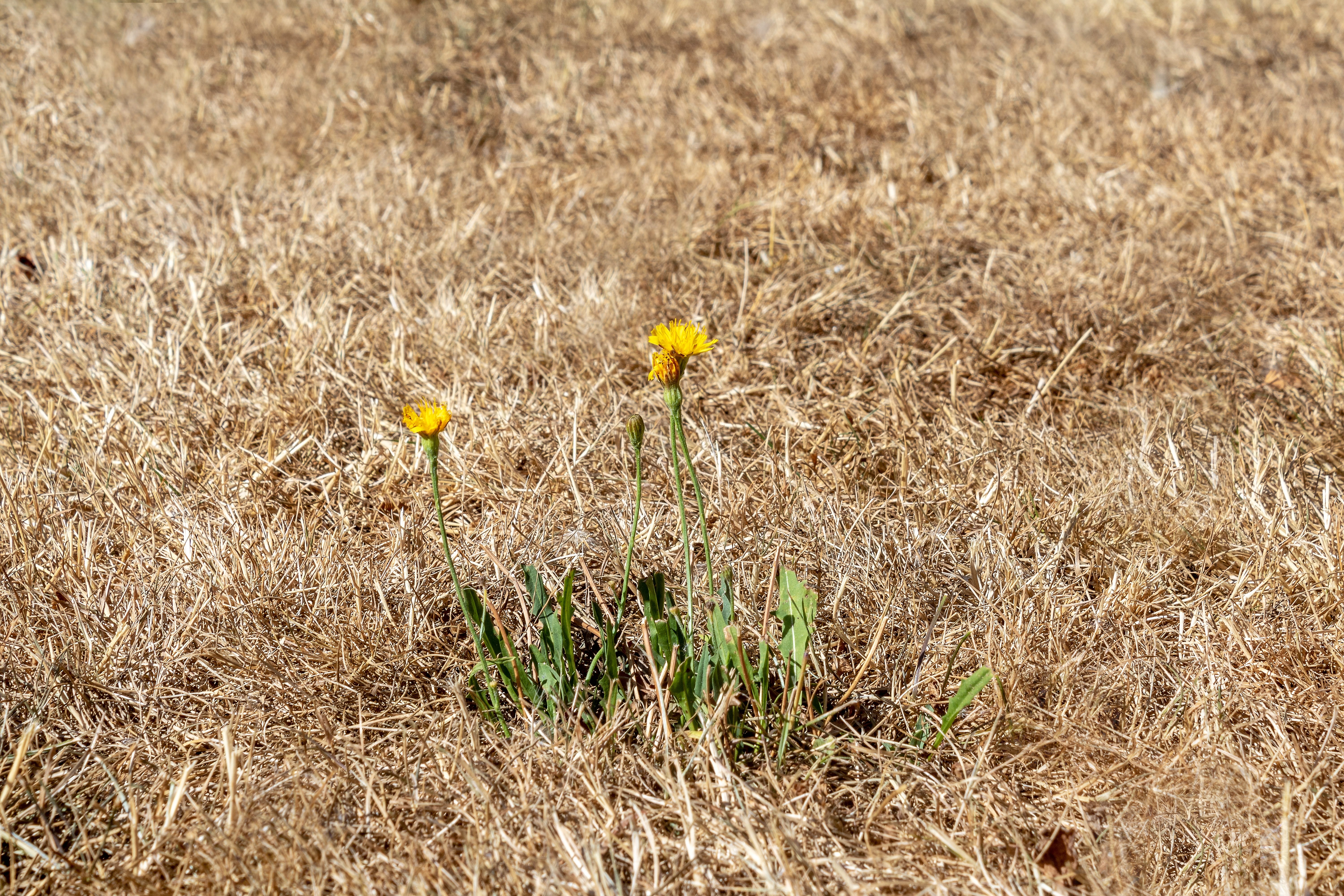 burned, high angle view, dry grass, day, drought, freshness, flower, outdoors, close-up, grass, land, plant, focus on foreground, heat wave, composites, HD Wallpaper