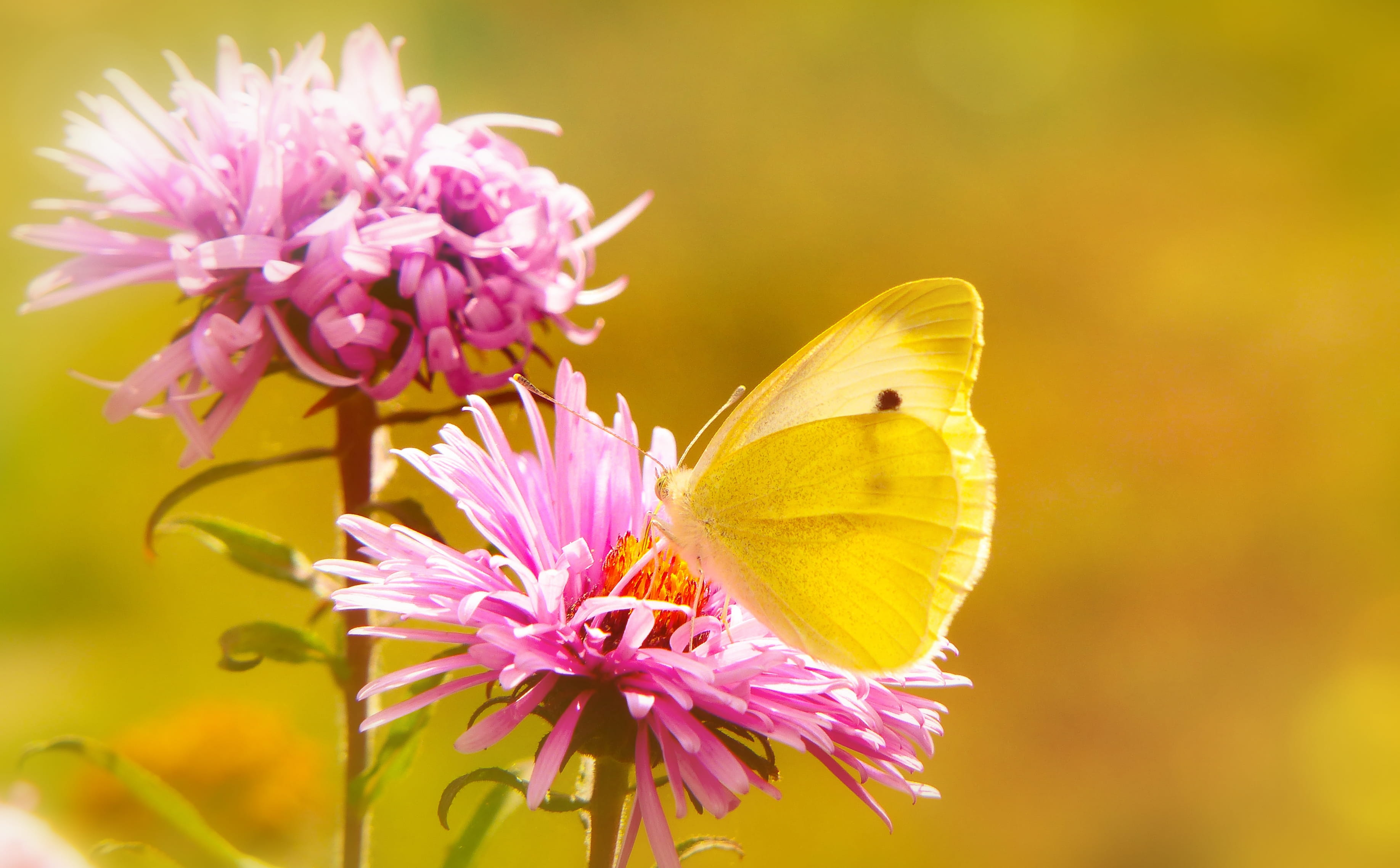 orange, aster, pink flower, inflorescence, petal, focus on foreground, fragility, flower head, flower, flora, close-up, butterfly - insect, asteraceae, HD Wallpaper