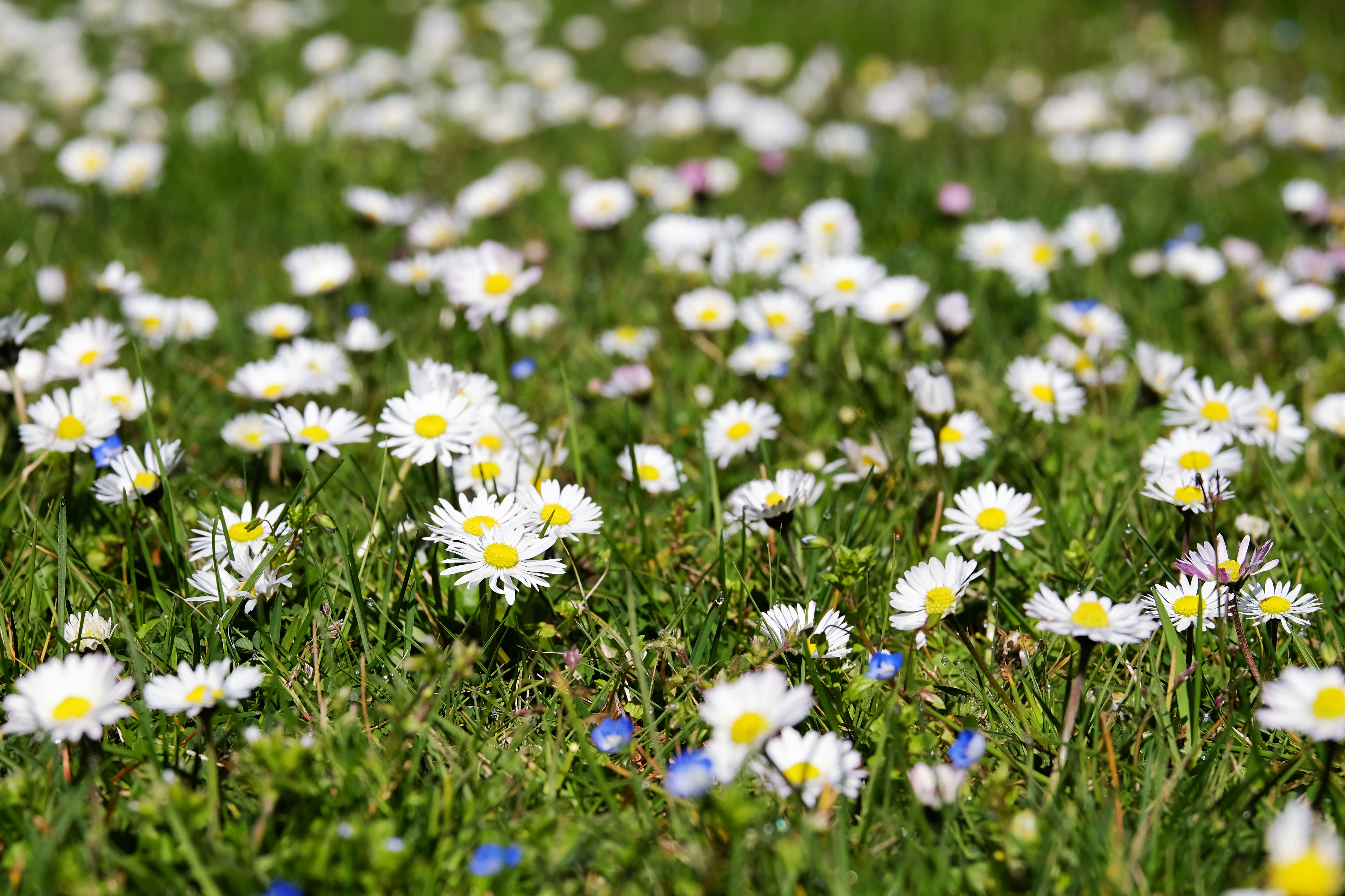 springtime, multiannual daisy, petal, bloom, plant, beauty in nature, grass, 4K, yellow, bellis philosophy, meadow, flower, fragility, flowering plant, HD Wallpaper