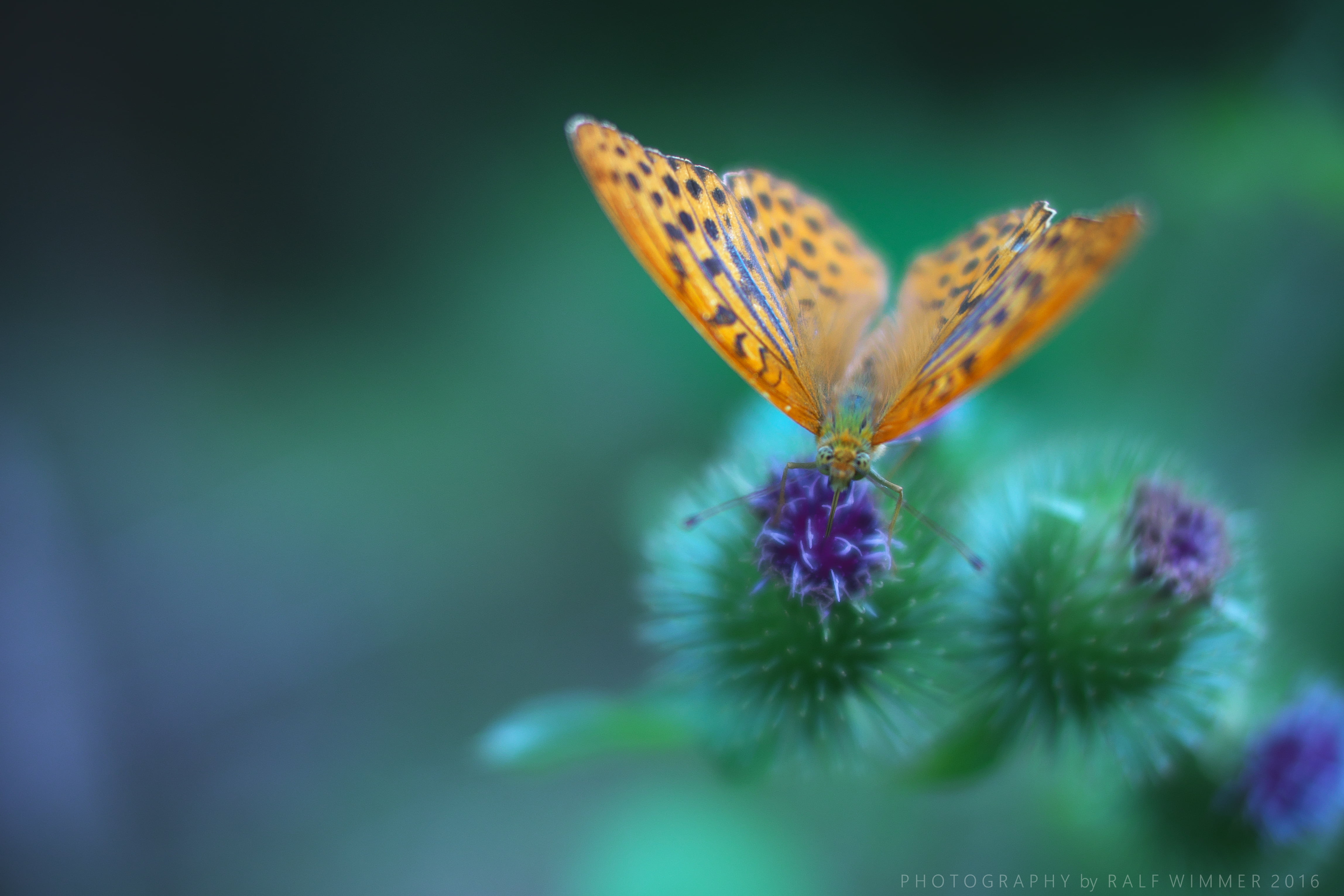 close-up, Distel, summer, depth of field, dof, Lumix  GX7, macro, on top, purple, animal Wing, Lichtung, bokeh, F0, Wald, nature, purple butterfly, 4K, HD Wallpaper