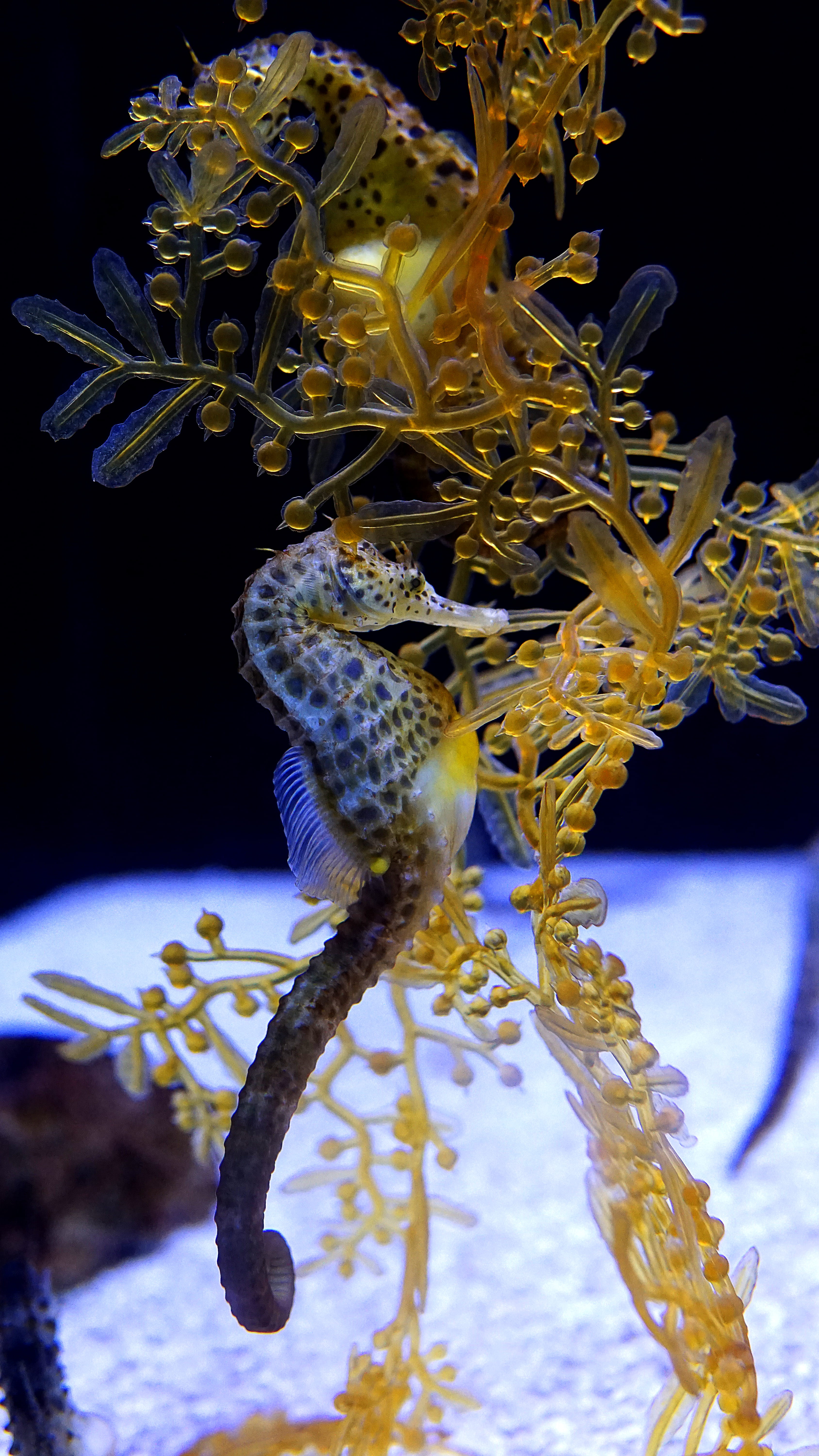animals in captivity, vertebrate, water, bird, pollen, invertebrate, seahorse, flower, 5K, plant, close-up, marine, tank, horse, nature, mammal, octopus, Phone HD Wallpaper