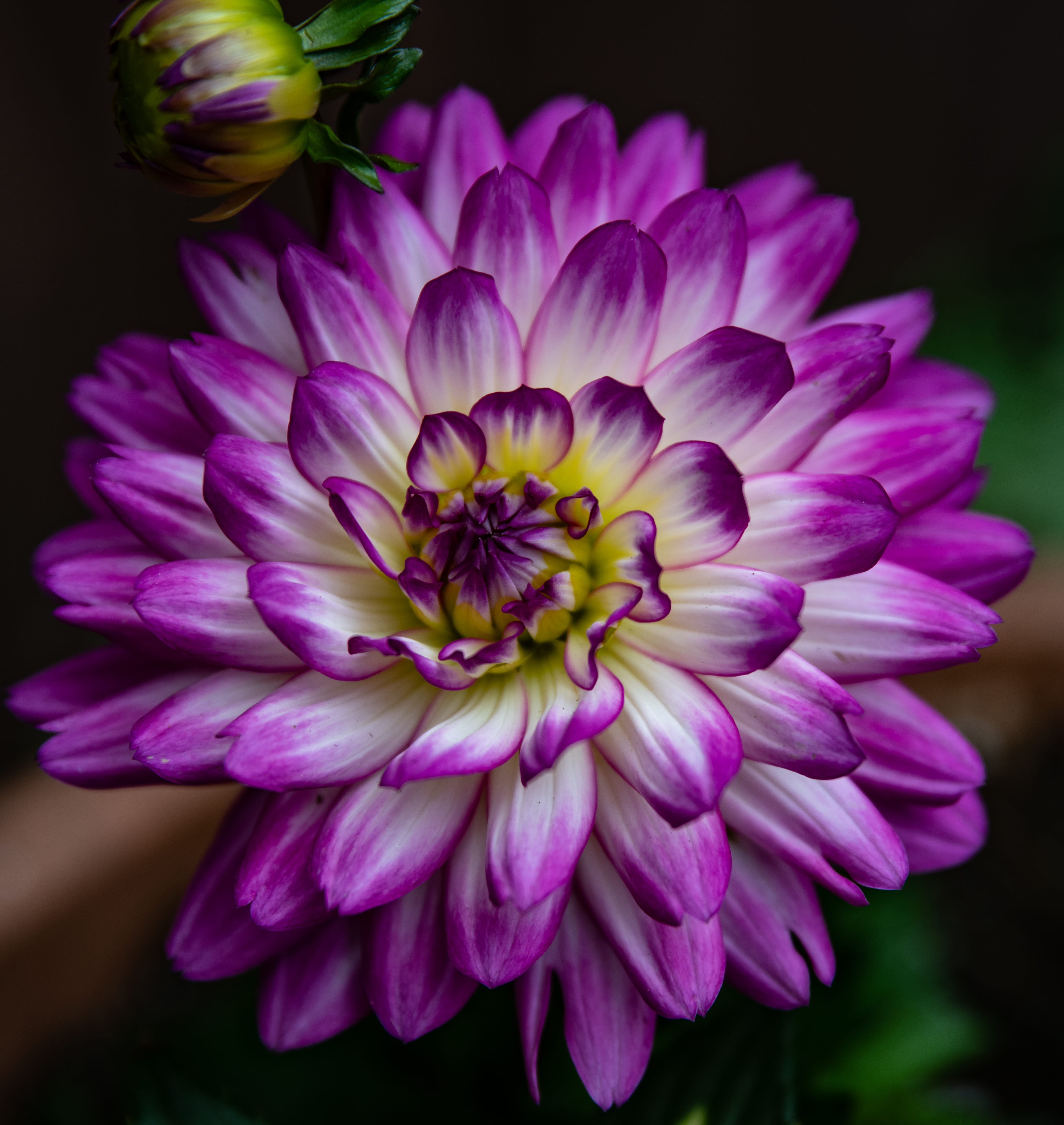 pattern, anther, focus on foreground, aster, vulnerability, pollen, growth, beauty in nature, flowering plant, petal, photography, asteraceae, flower bouquet, Phone HD Wallpaper
