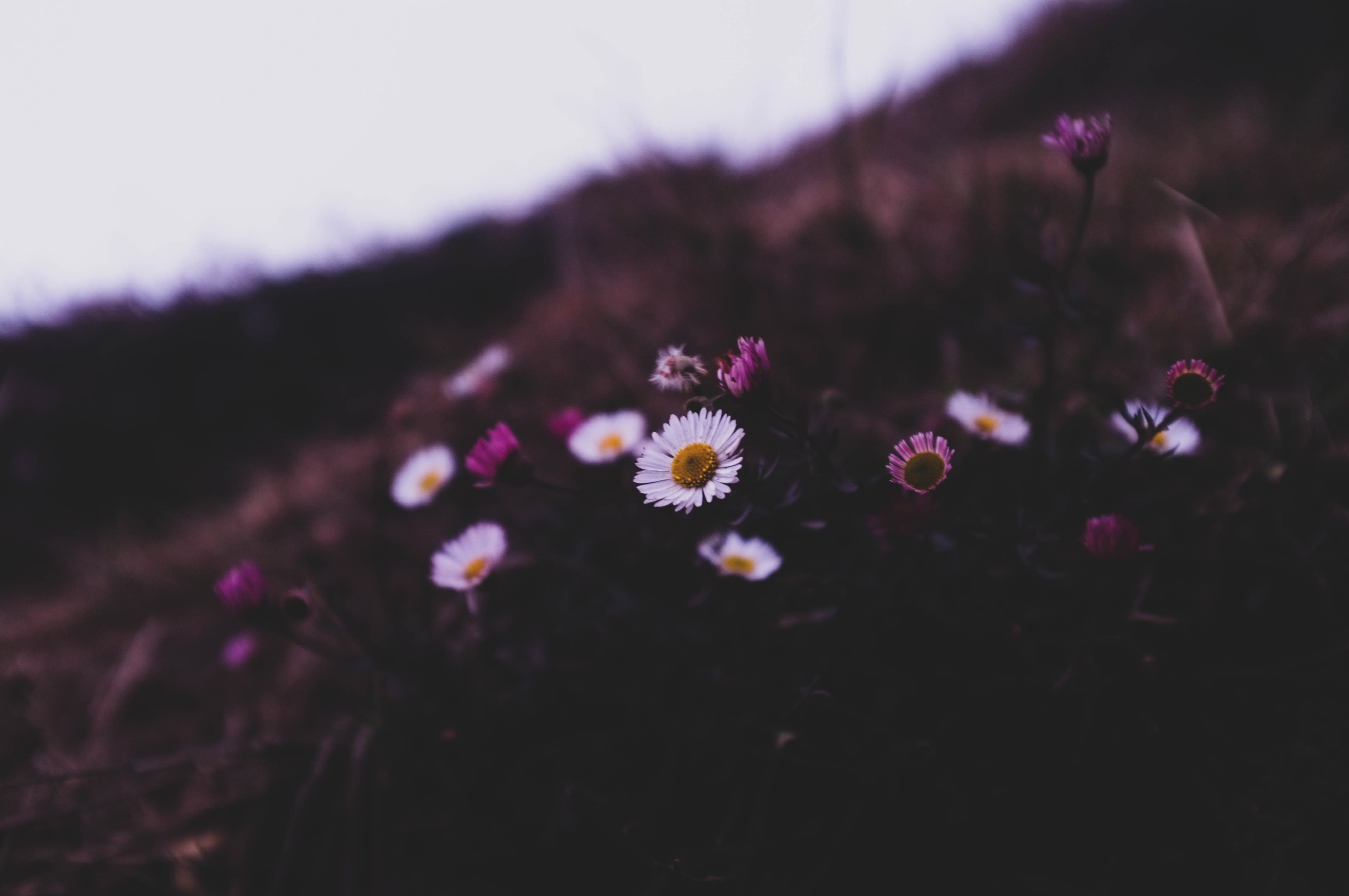 flare, no people, cherry tree, plant, white, indonesia, selective focus, dieng, 4K, fragility, purple, asteraceae, vulnerability, daisies, flowers, petal, HD Wallpaper