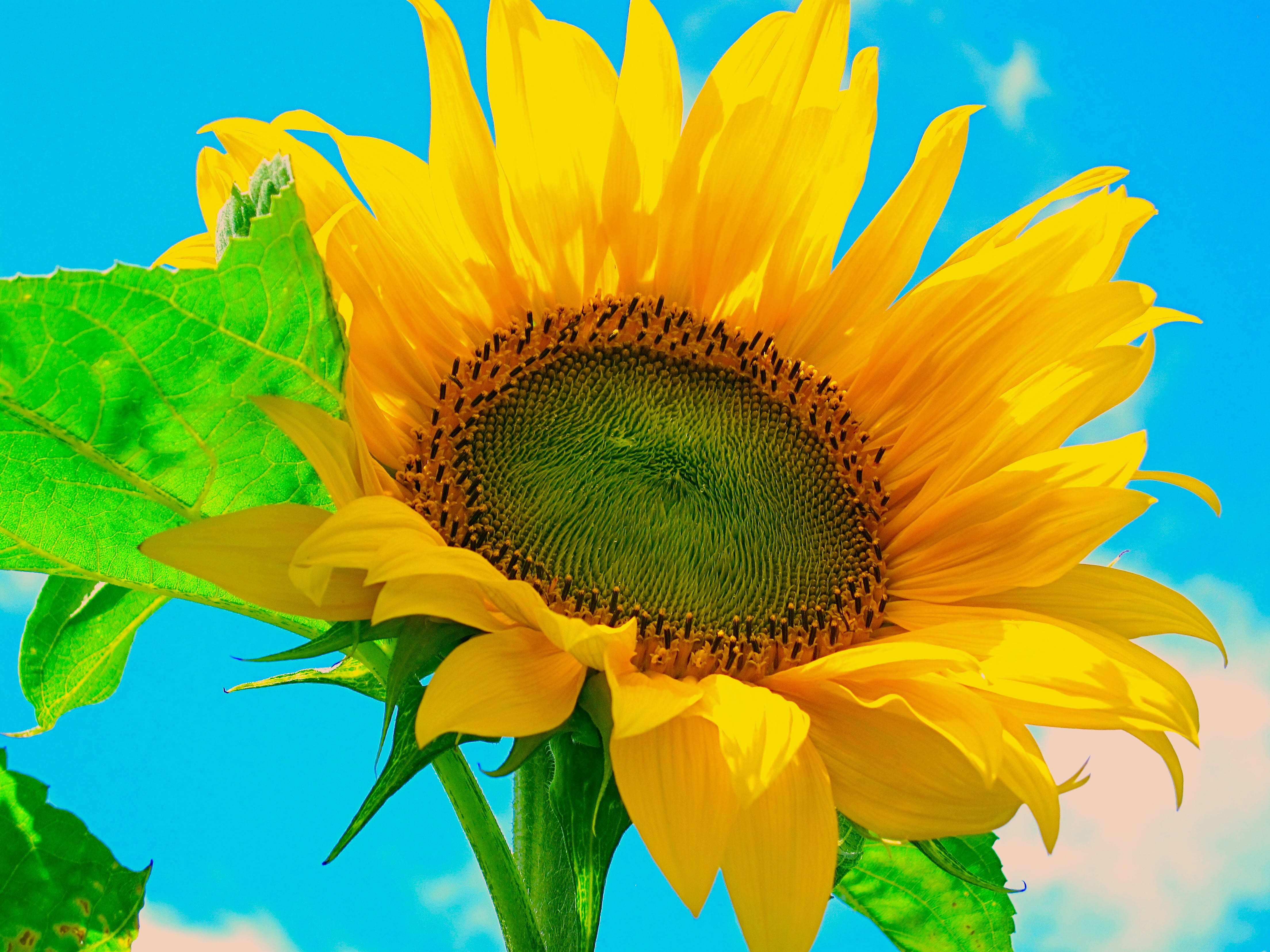 beauty in nature, animal, outdoors, petal, fragility, freshness, sunflower, daisies, sepal, blue, asteraceae, springtime, flower arrangement, close, growth, HD Wallpaper