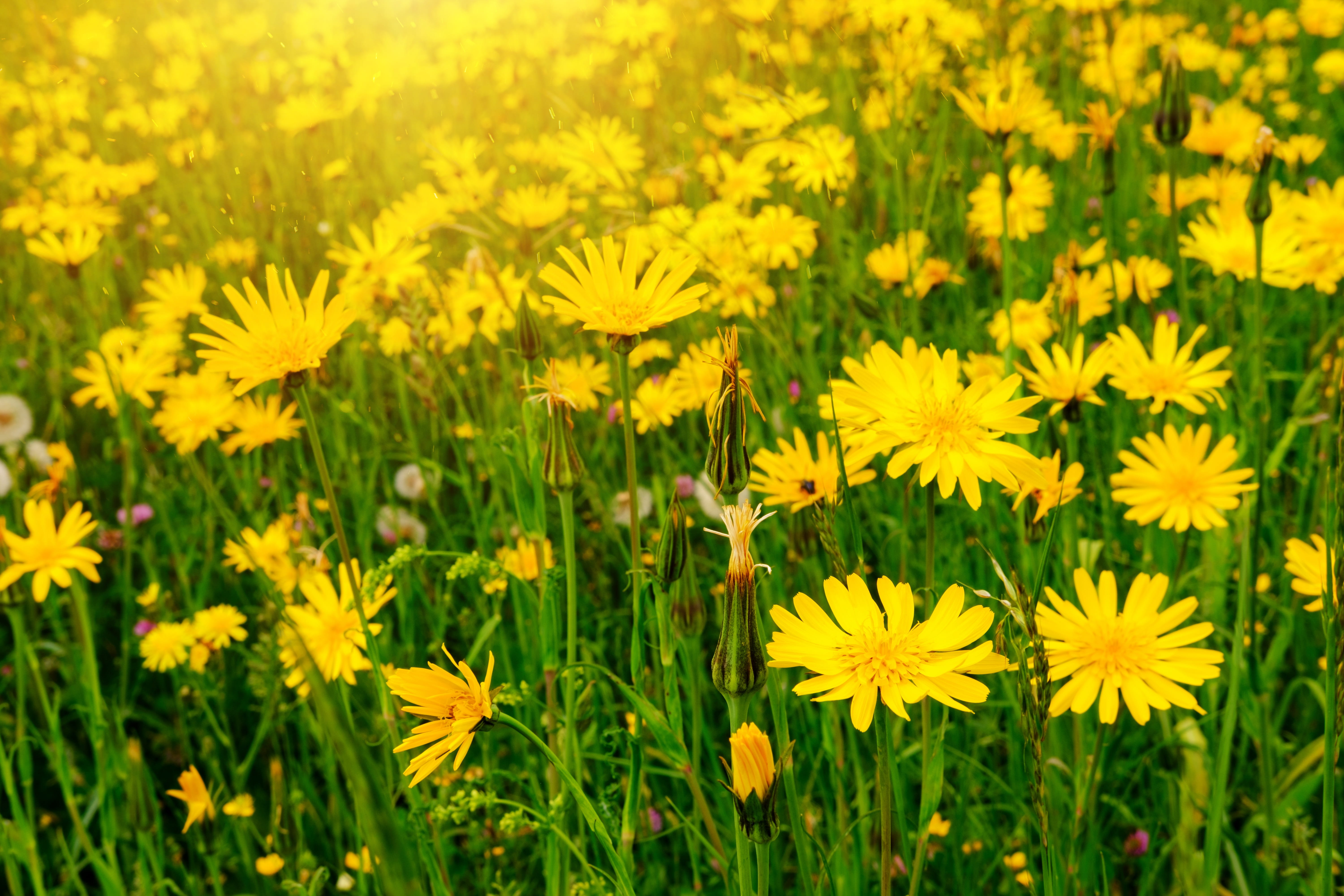 asteraceae, petal, herbs, nature, field, vulnerability, medicine, inflorescence, flower head, medicinal herbs, flowering plant, outdoors, no people, selective focus, HD Wallpaper