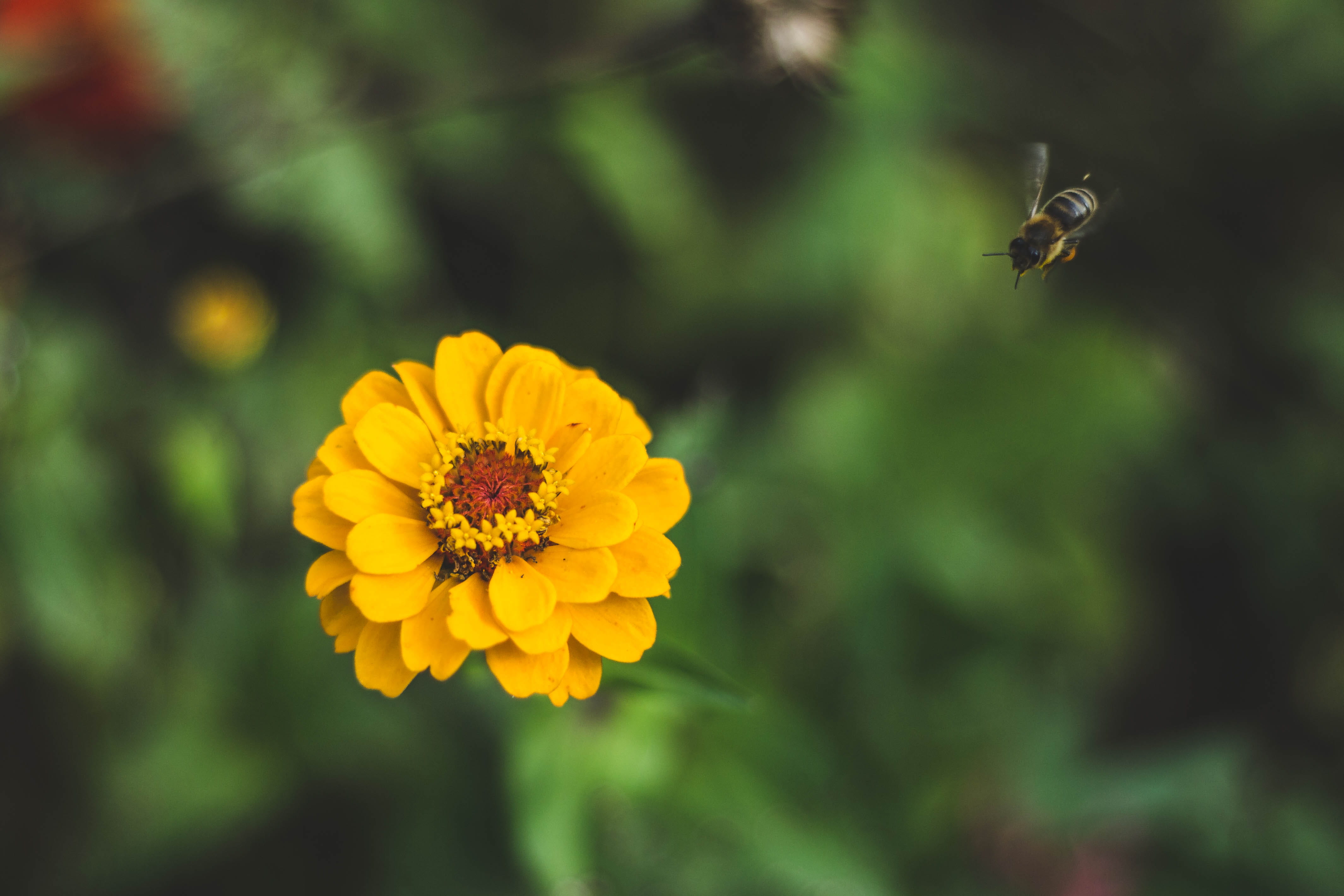 blossom, daisy, focus on foreground, animal wildlife, animal themes, yellow, growth, pollination, no people, plant, fragility, dahlia, daisies, flower, HD Wallpaper