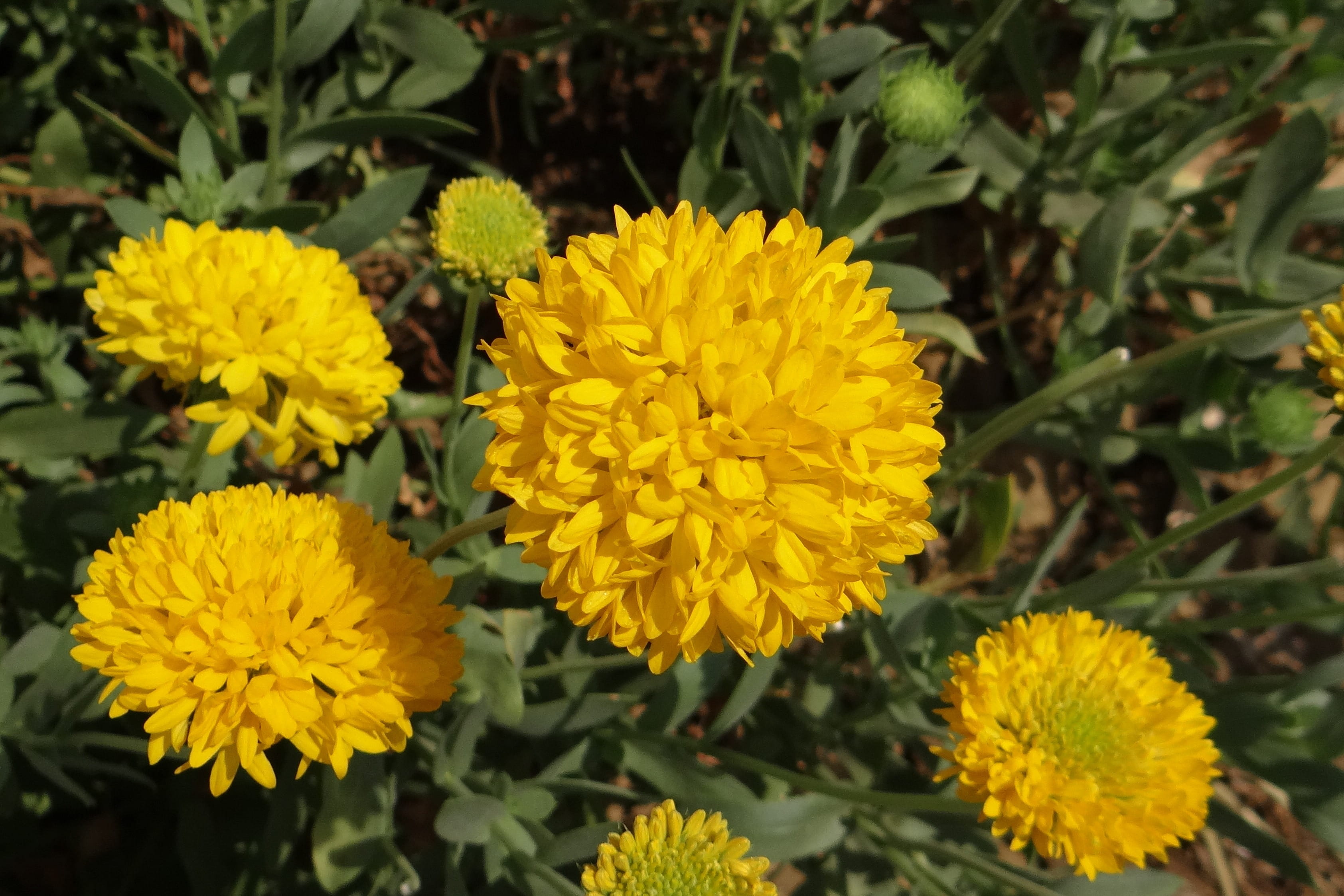close-up, flower, plant, day, fragility, nature, flowering plant, Chrysanthemum, karnataka, india, freshness, petal, beauty in nature, asteraceae, no people, HD Wallpaper