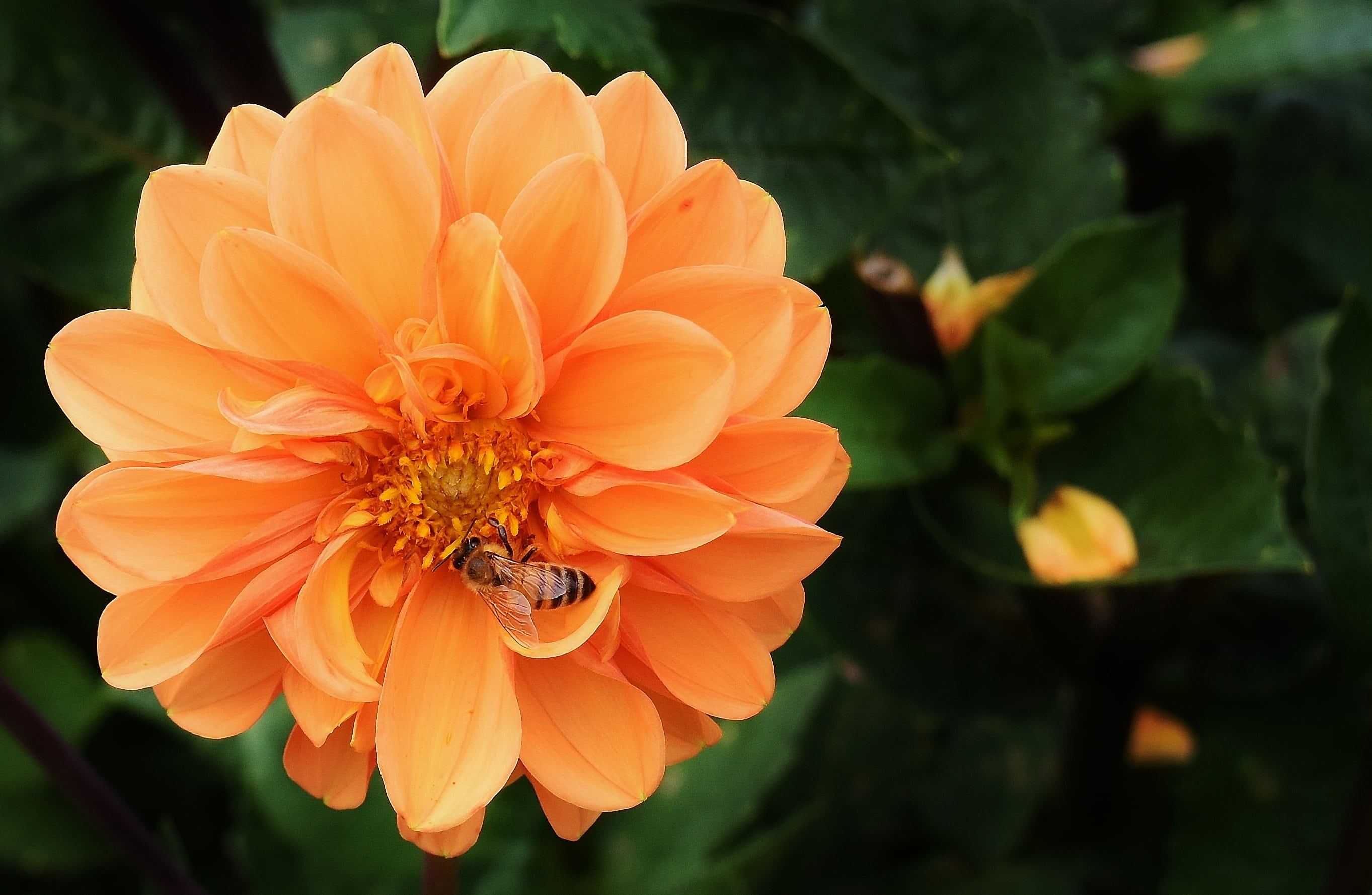 fragility, flower head, animal themes, dahlias, vulnerability, orange color, pollen, no people, flowering plant, flower, close-up, animals in the wild, HD Wallpaper