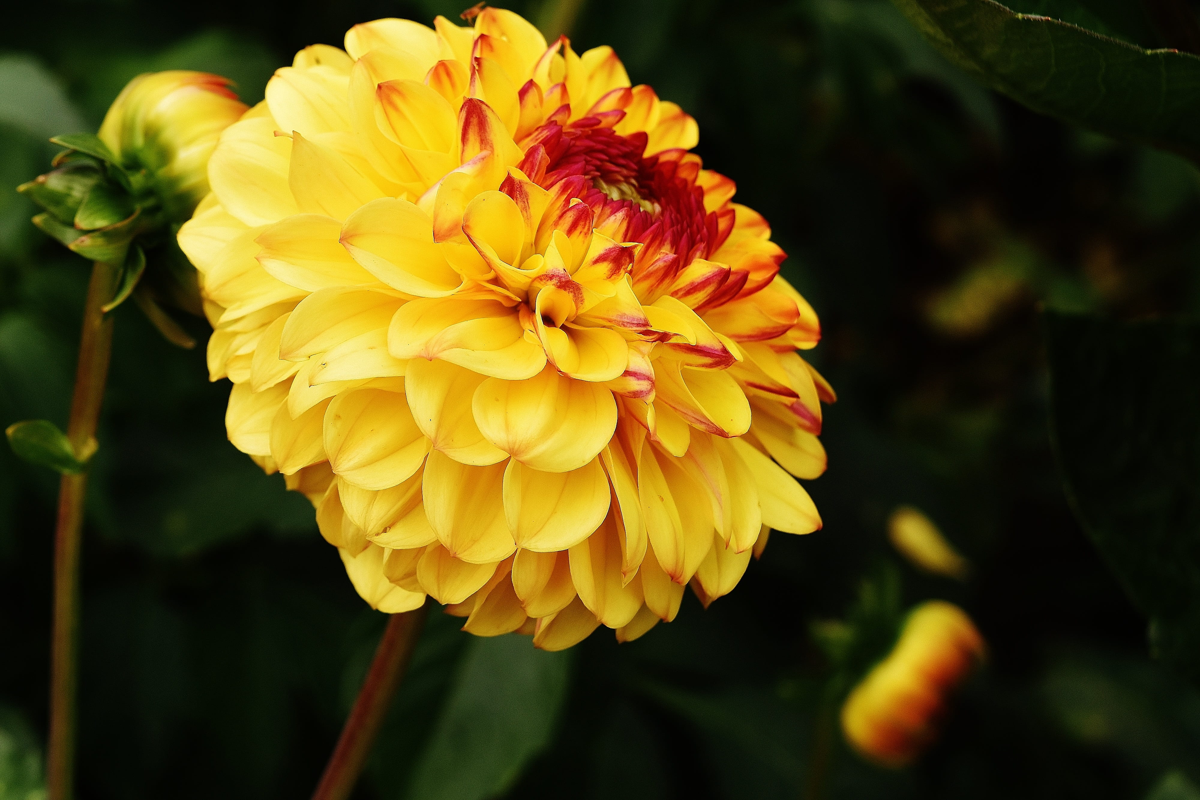 bloom, fragility, flower head, nature, growth, asteraceae, no people, flower, dahlias, petal, close-up, outdoors, focus on foreground, blossom, flora, flowering plant, HD Wallpaper