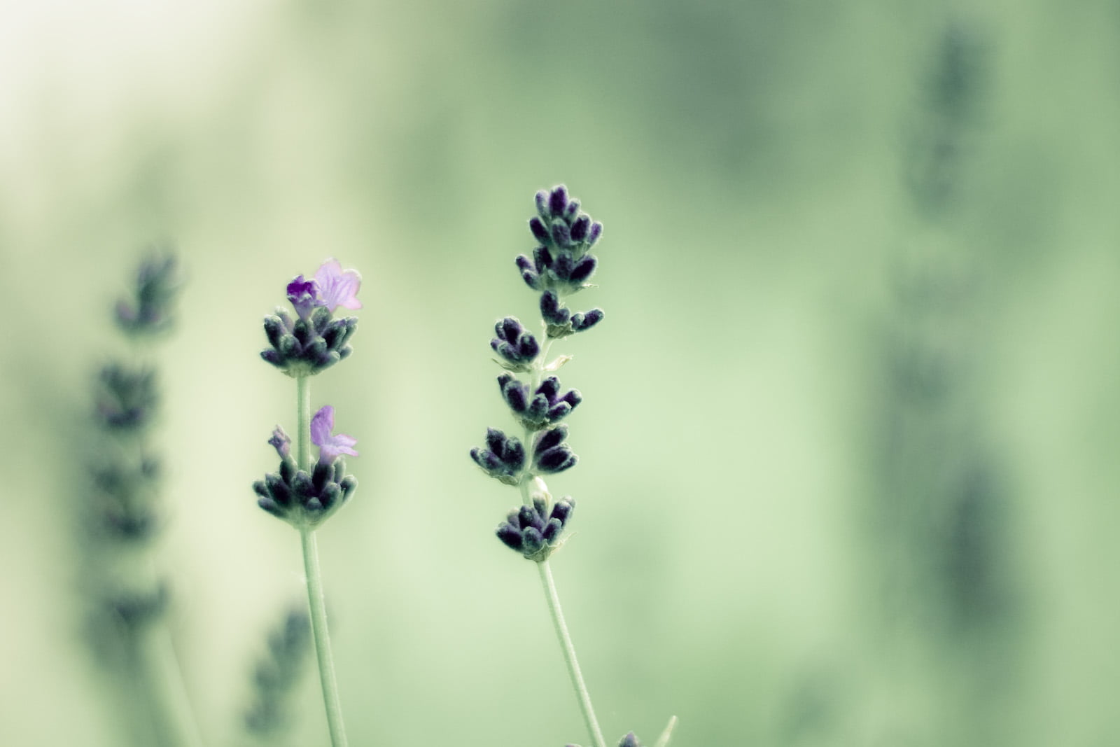 bokeh, rutting, coat, f/1.4, disclaimer, nature, luv, weird, eh, lot, perfect, kangaroos, search, plant, well, close-up, green, 720P, I love, vintage, HD Wallpaper